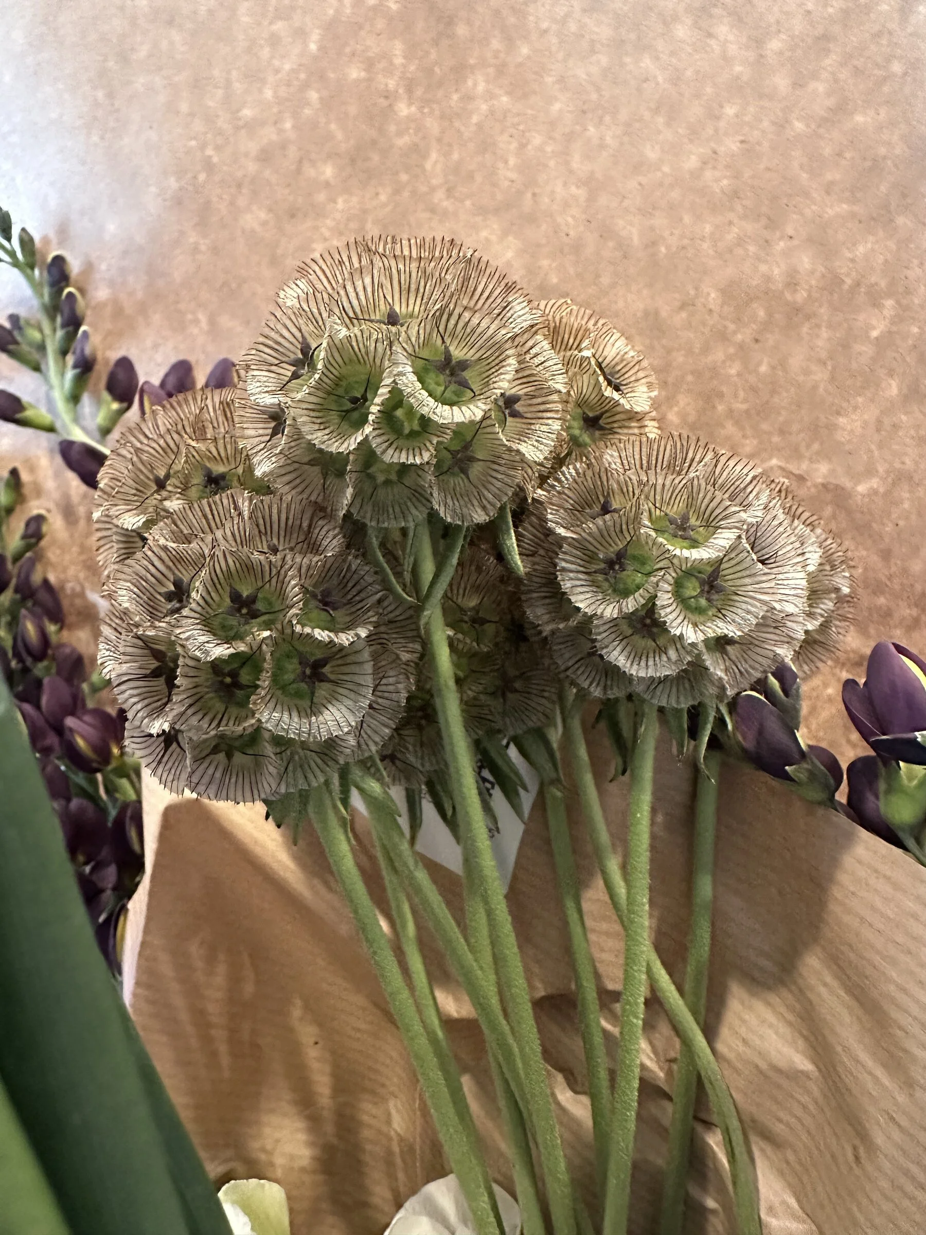 dried-scabiosa-pods-wholesale-flower-market-apex-florist.jpg
