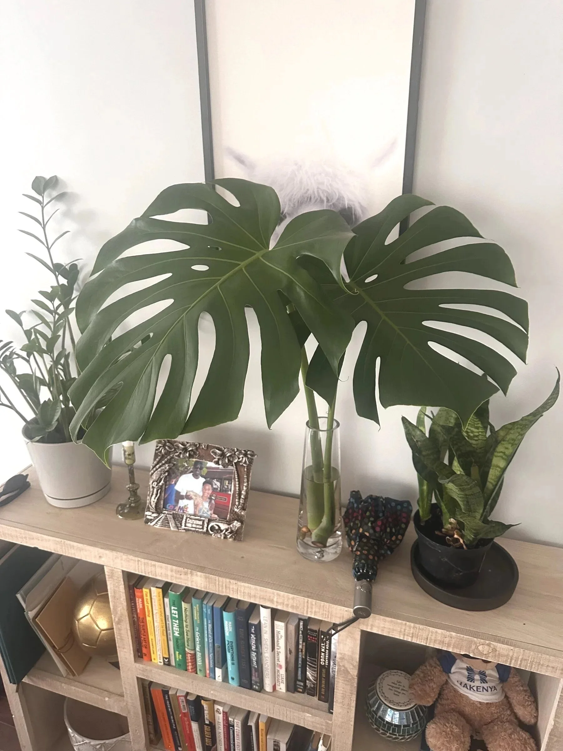 The Plant Club | Monthly Living Plant Subscription