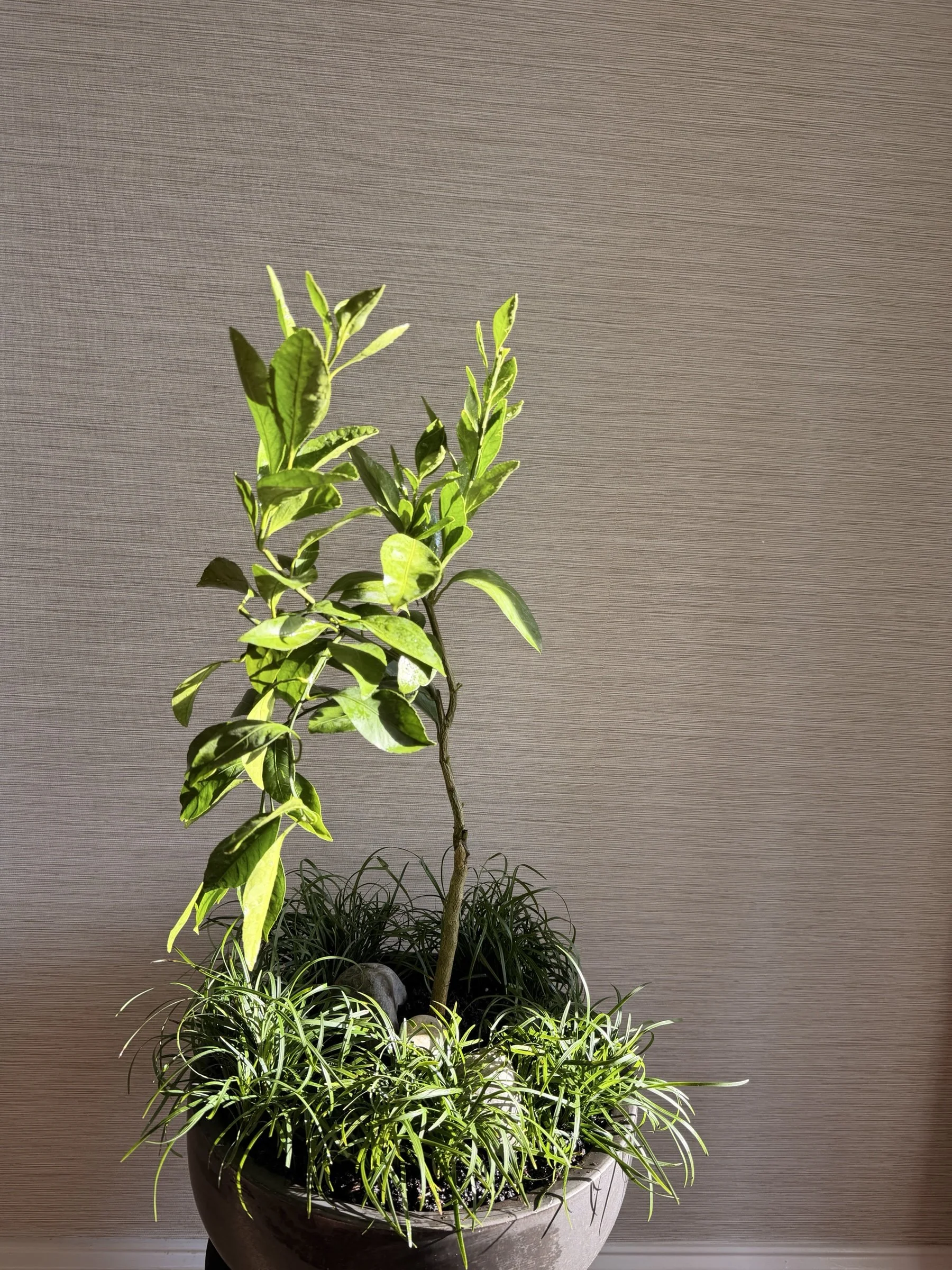 dwarfmandarintreegrassesdarkbowlapexfloristv2.jpg