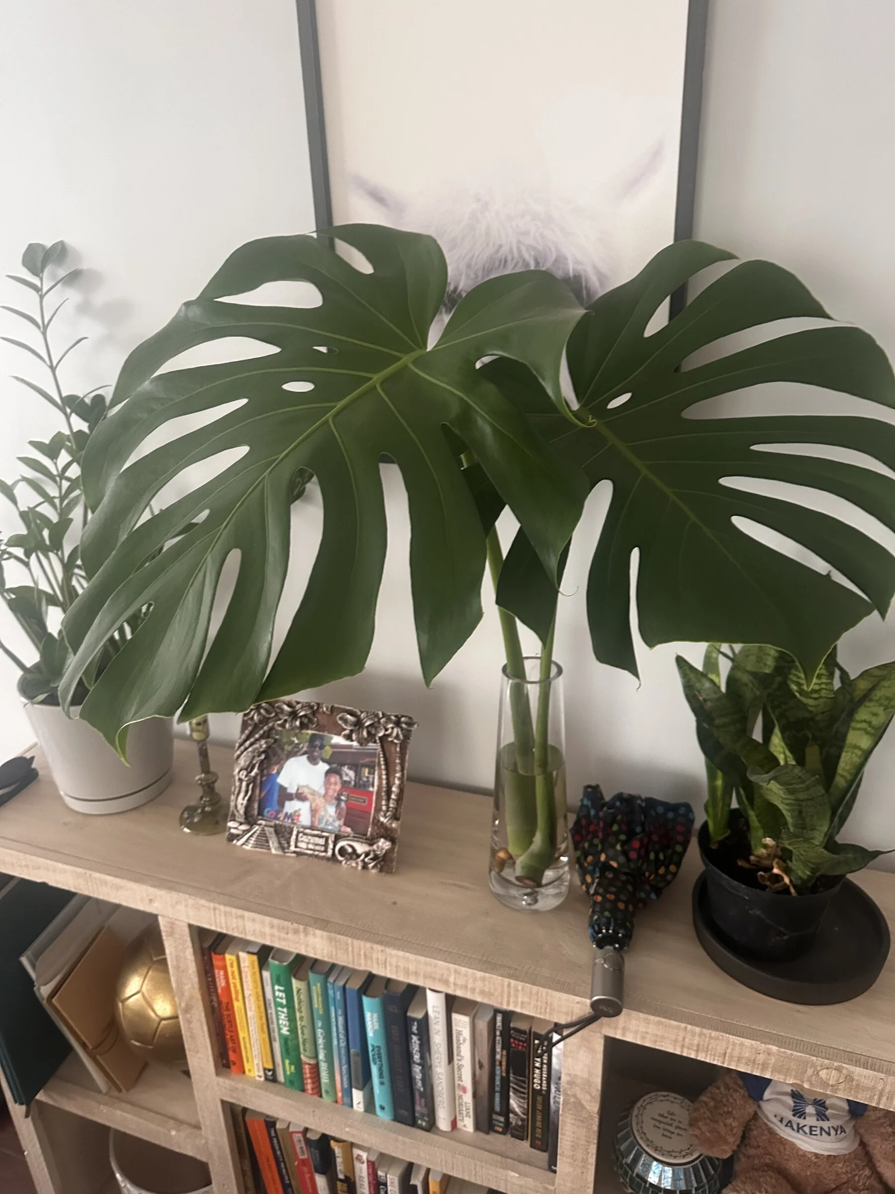 A bookshelf with a large Monsteras leaves.