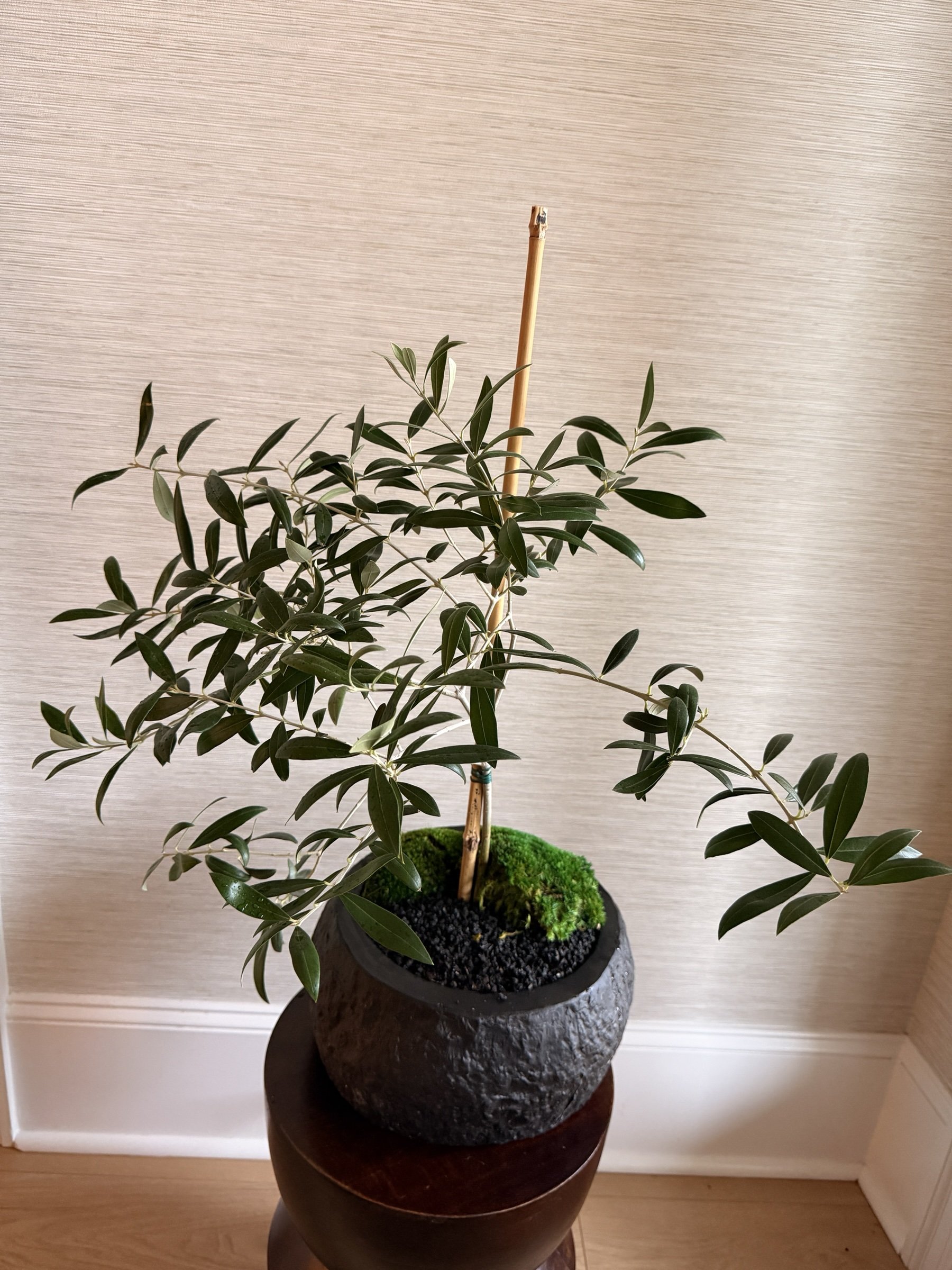 olivetreemosstexturedblackpotapexfloristv1.jpg