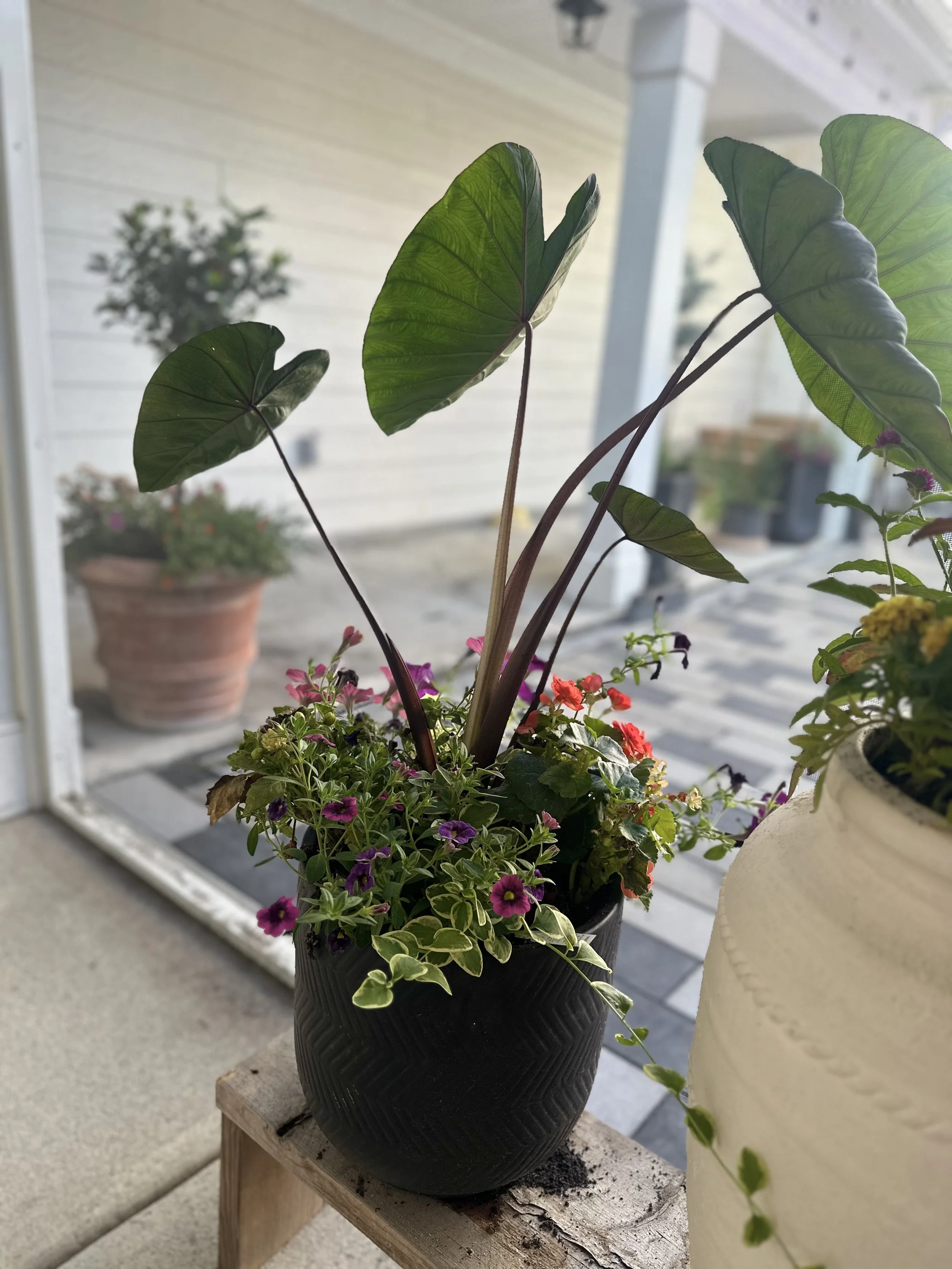 colocasia-elephant-ear-mixed-annuals-modern-planter-raleigh.jpg