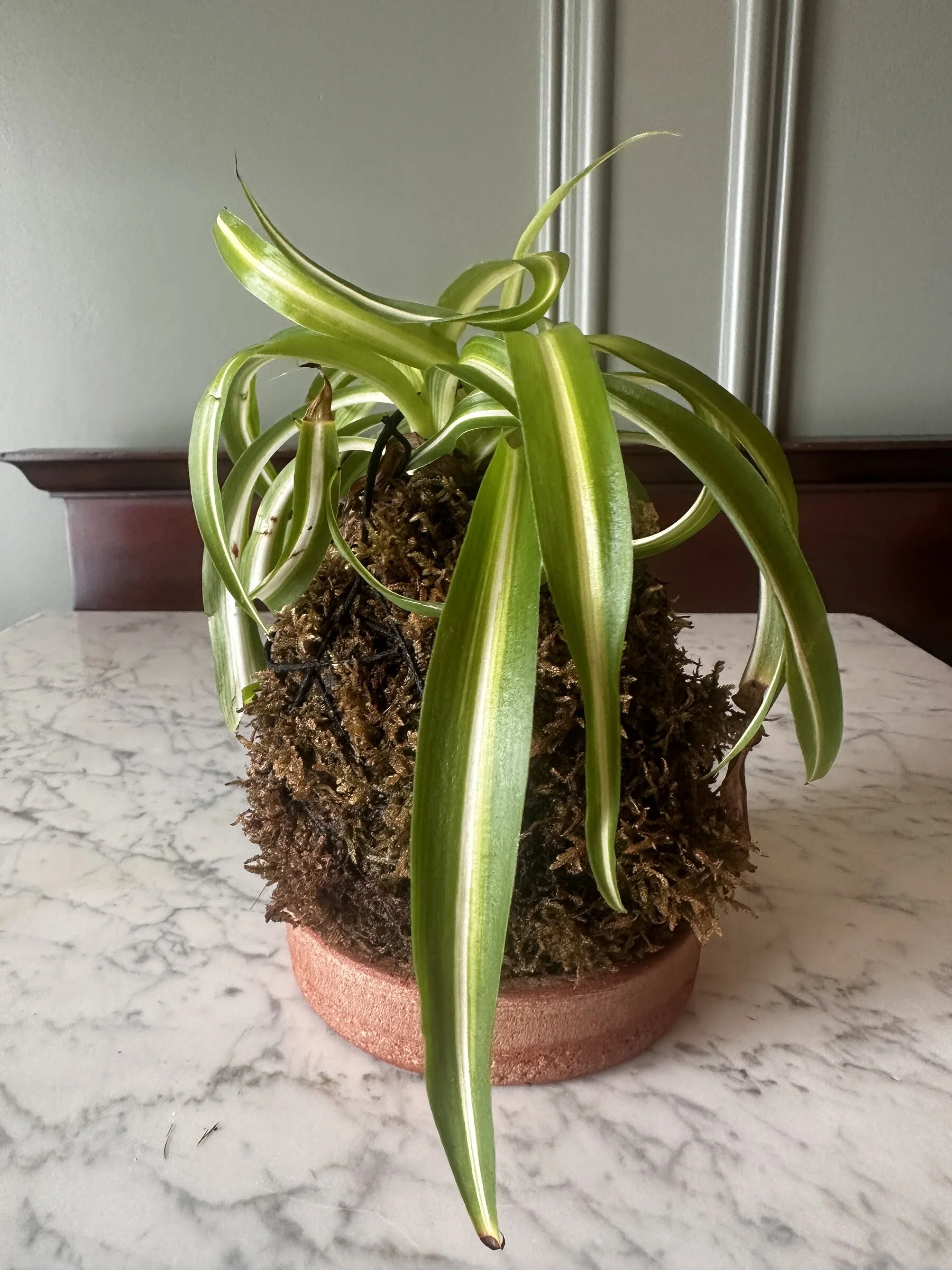 A potted spider plant with long green and white striped leaves on a marble surface.