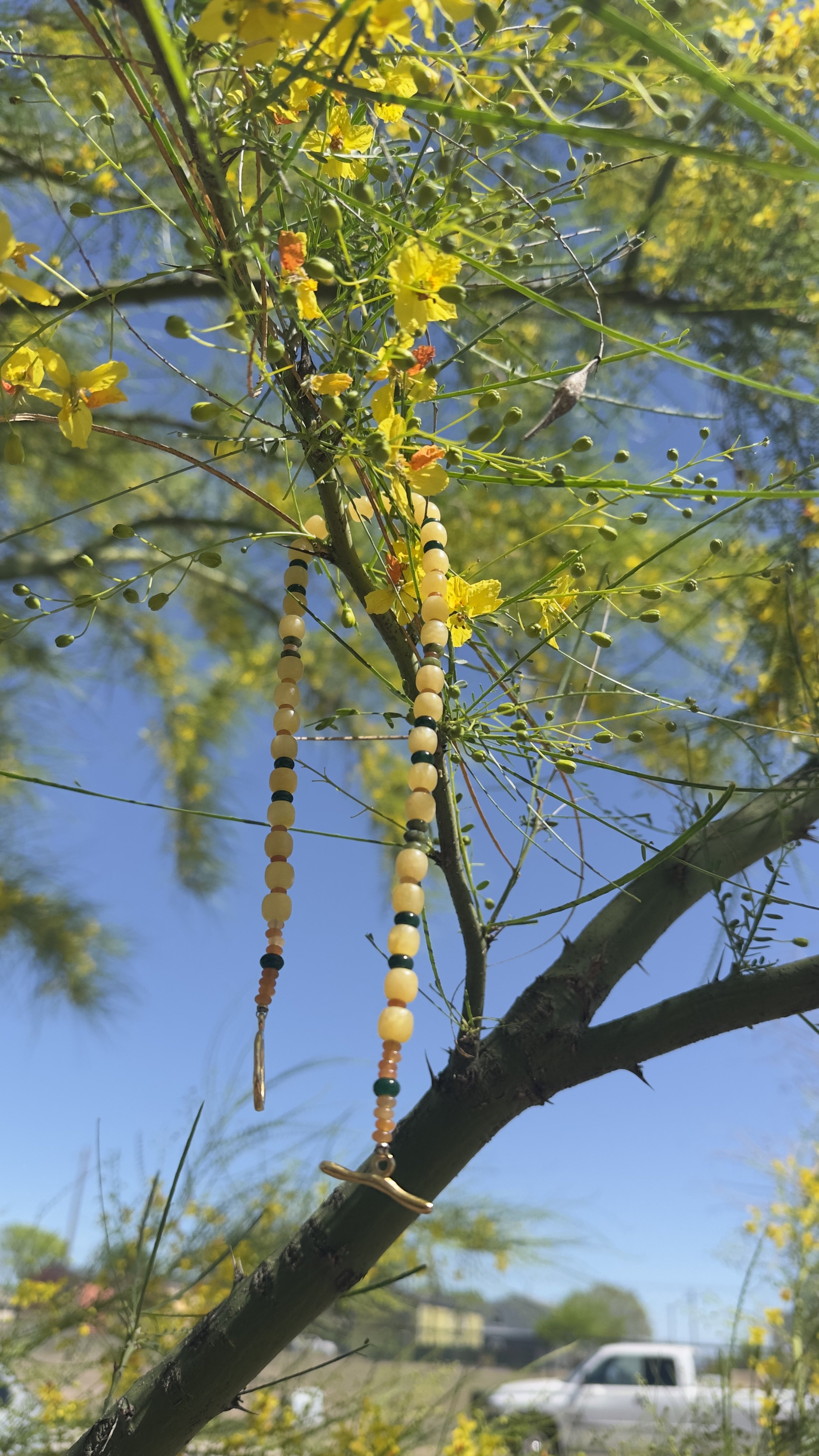 Retama in Bloom