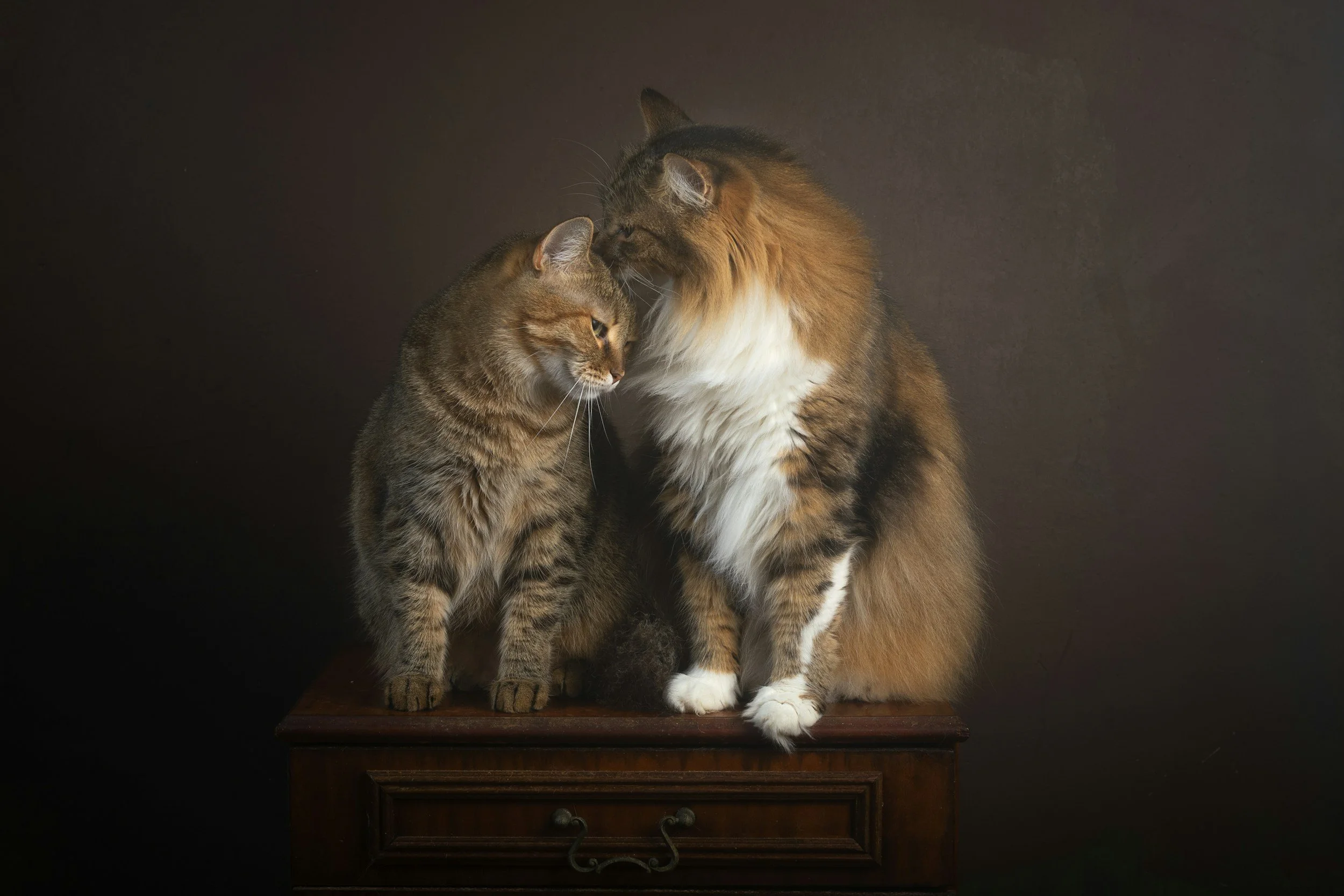 Two cats sitting on a dresser next to each other. One is a short-haired tabby leaning into the other grooming their head. The cat grooming is long-haired, some orange, white, and tabby striping colors.