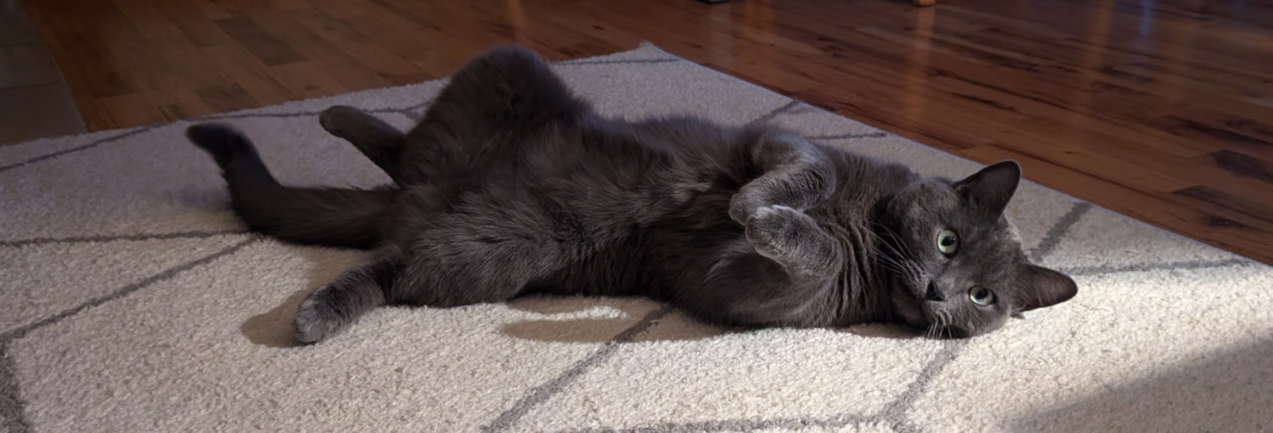 A gray cat with green eyes, lying on her back. She has her front paws tucked and is staring straight ahead.