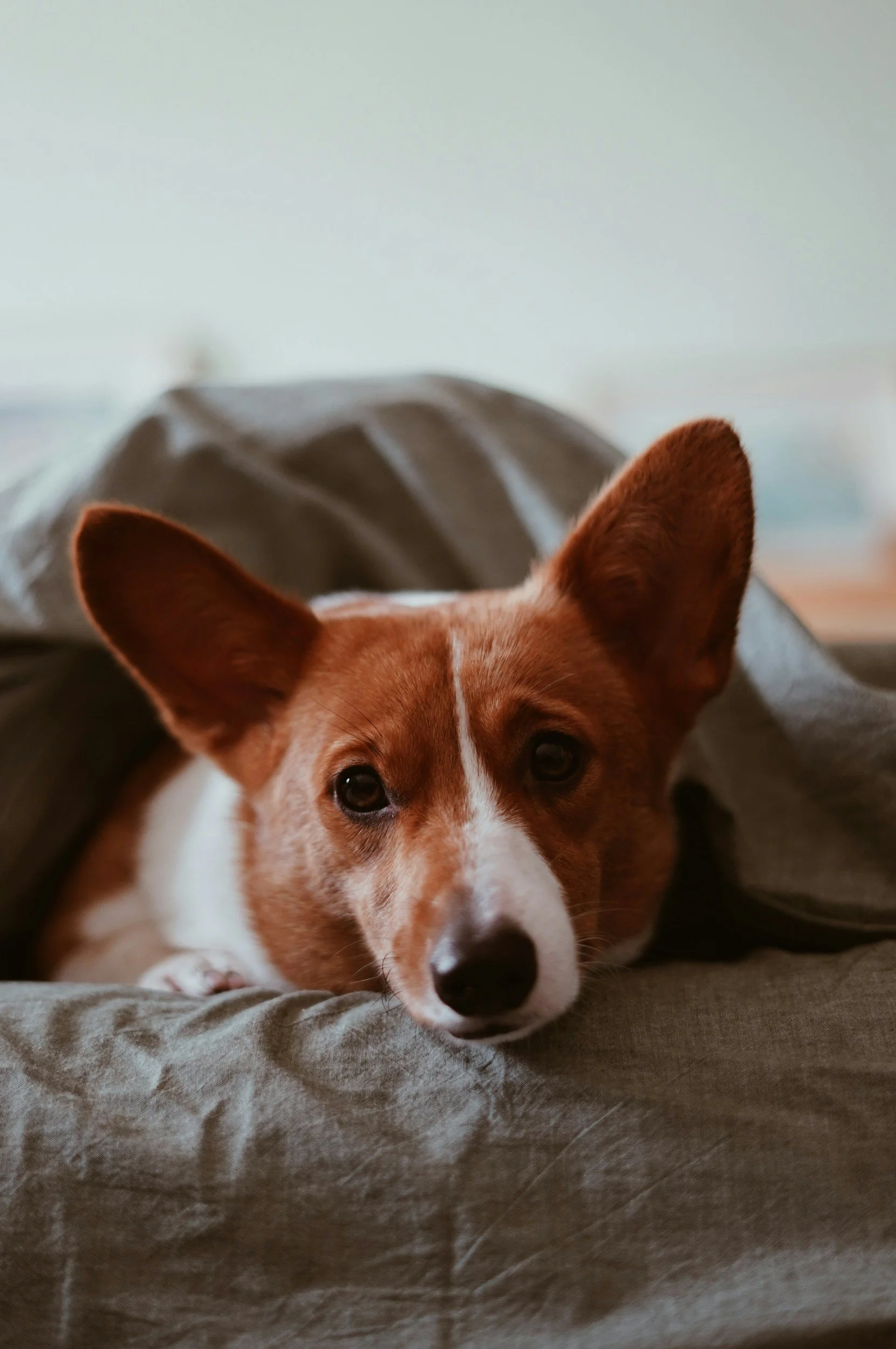 Close-up of a curious brown and white dog with large ears, lying on a gray blanket.