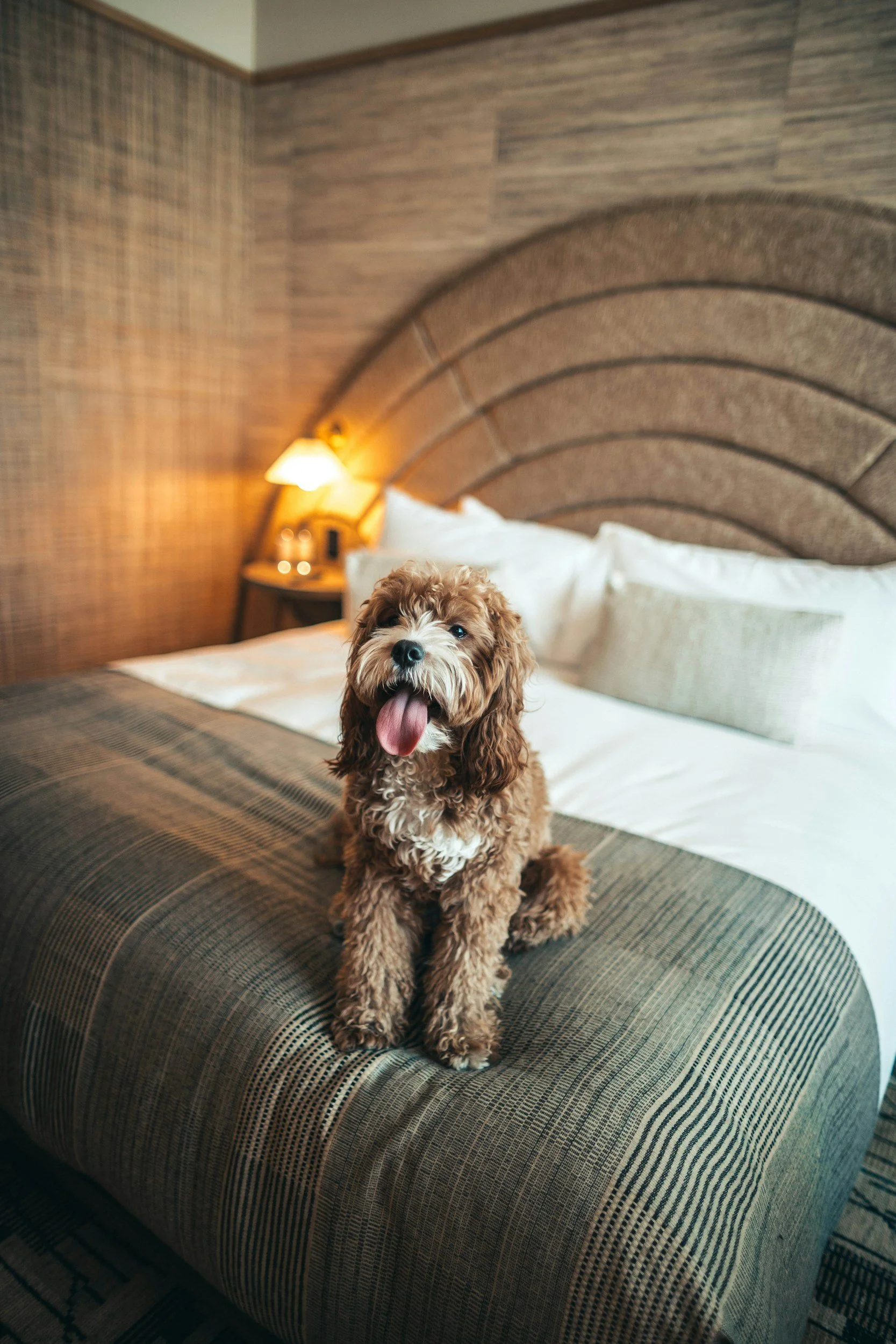 A brown and white curly-haired dog sitting on a bed in a hotel room, with its tongue hanging out and looking at the camera. The bed has white pillows and a dark patterned bedspread. There is a nightstand with a lamp and some items, and a textured wood-paneled wall in the background.