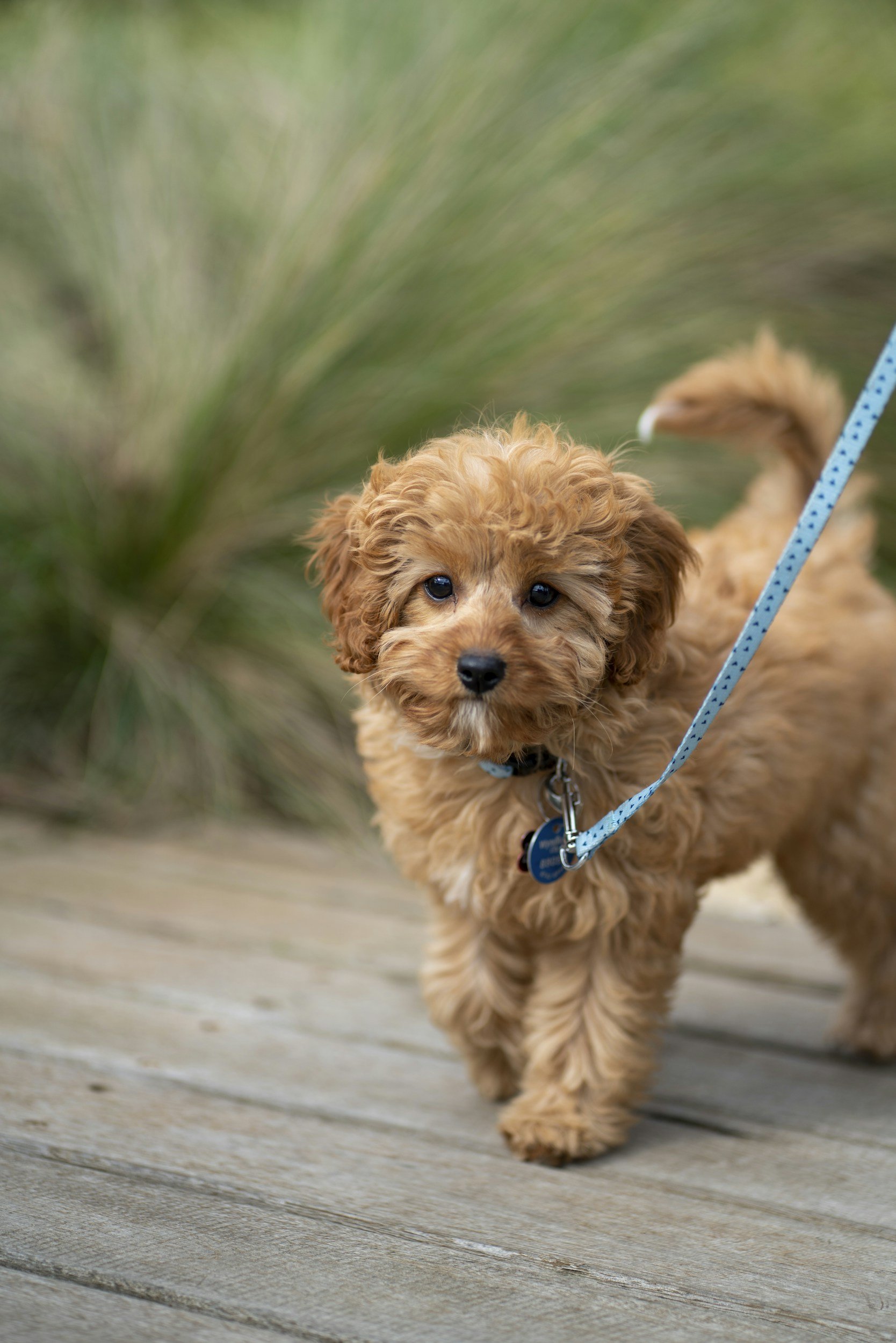Cuddly brown puppy dog with curly fur on a leash, walking on a wooden pathway surrounded by green bushes or plants.