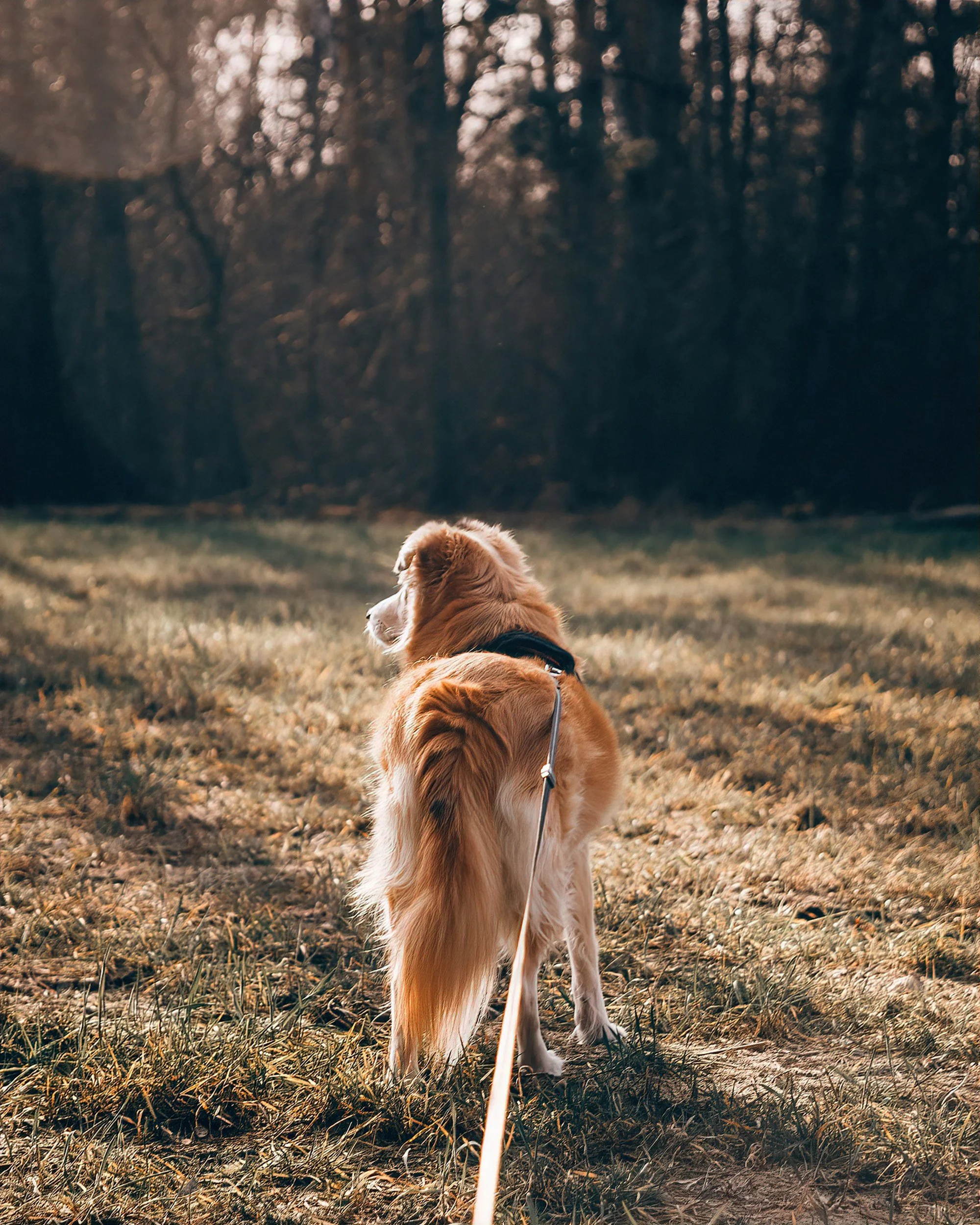 unsplash-image-4gFuXJCc6Xw.jpg