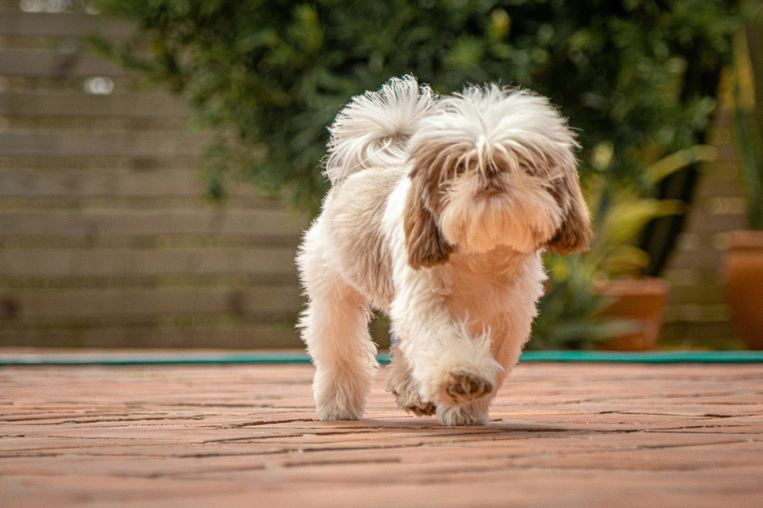 A fluffy, tan and white dog walking on a wooden deck with a blurred green garden in the background.