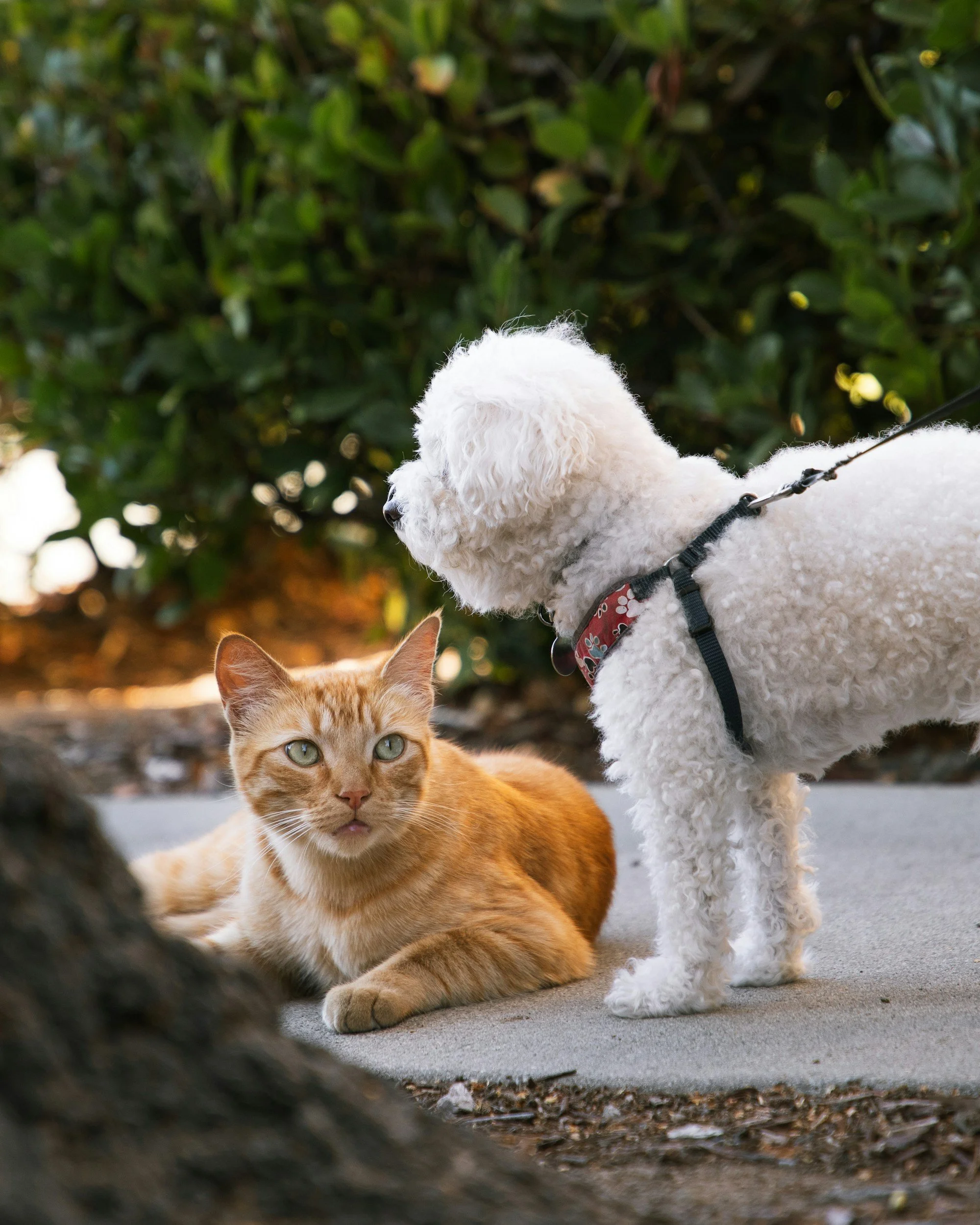 A white curly-haired dog wearing a harness standing outdoors, with a ginger cat lying on the ground nearby. The scene is framed by blurred dark foliage in the foreground and trees in the background.