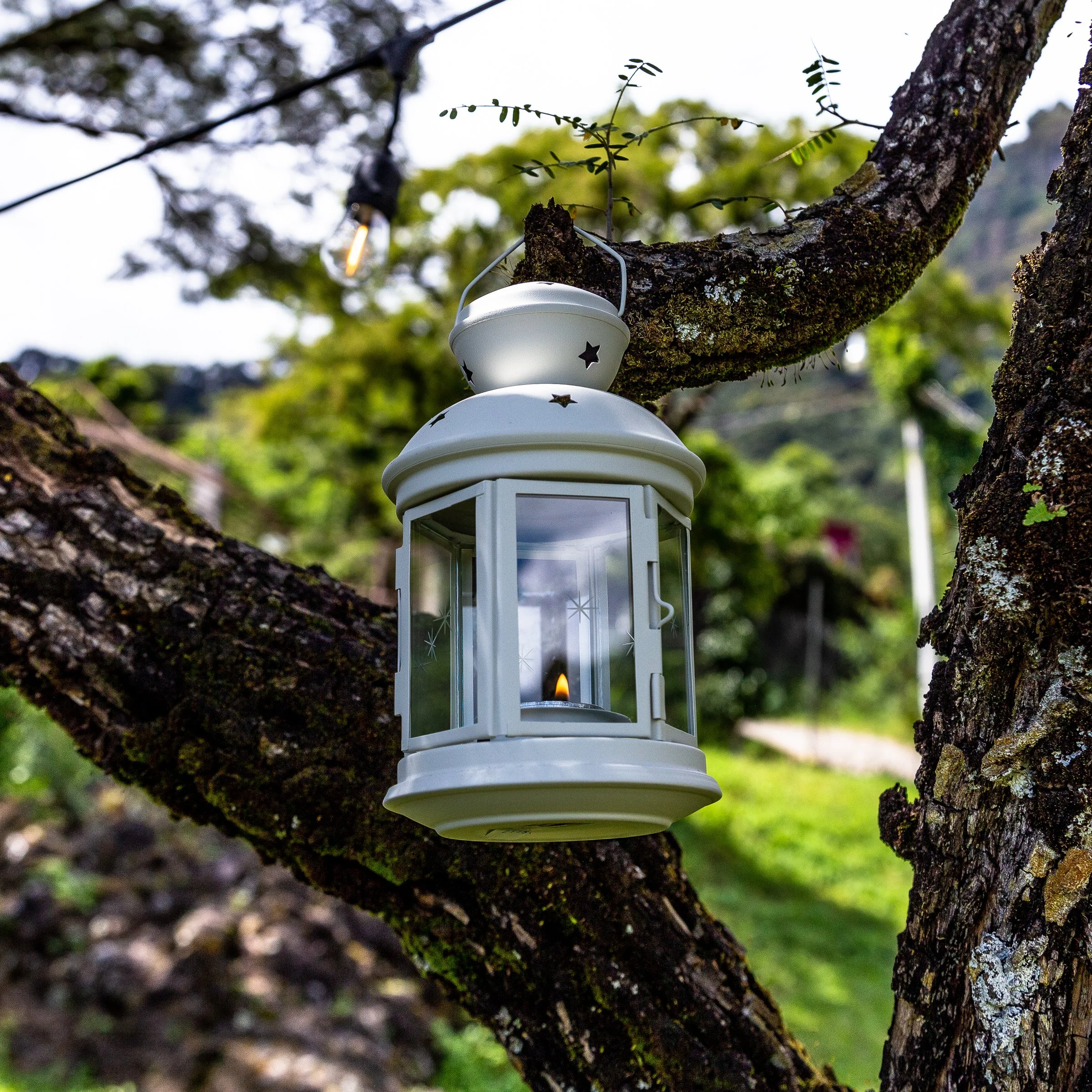 Farol de jardín colgado de un árbol con ramitas y follaje verde en un entorno natural.