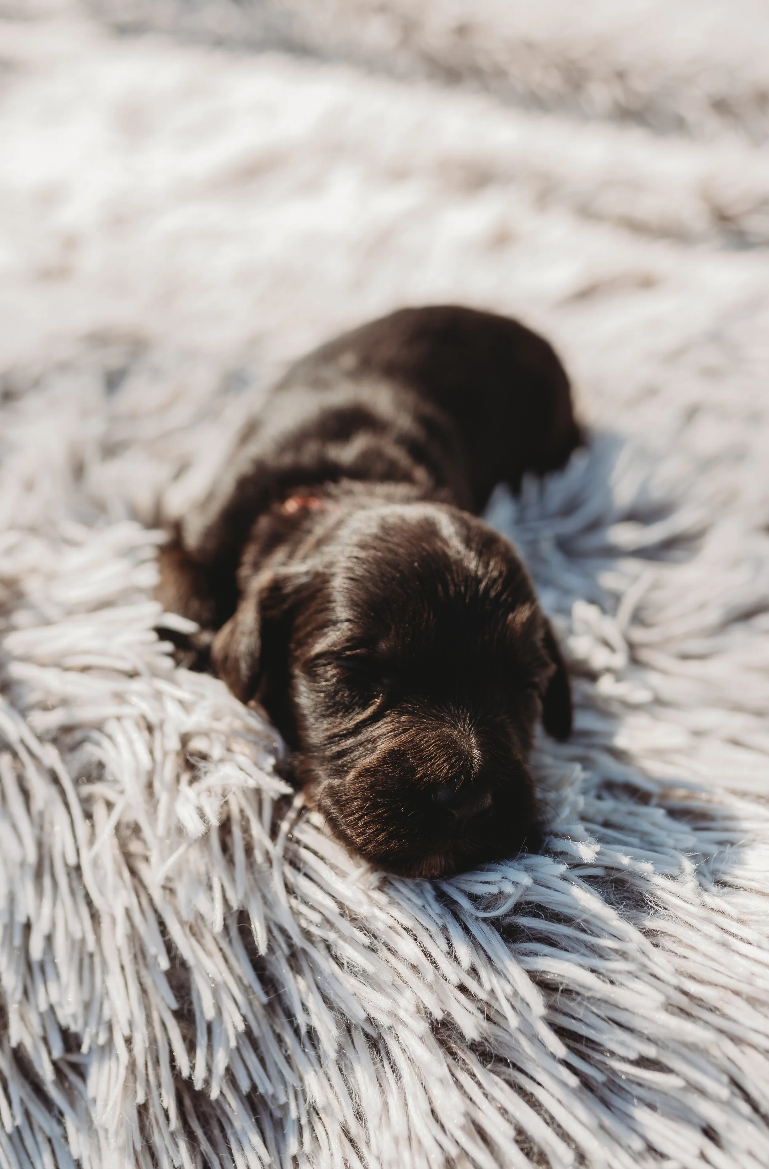 A black puppy sleeping on a fuzzy white blanket.