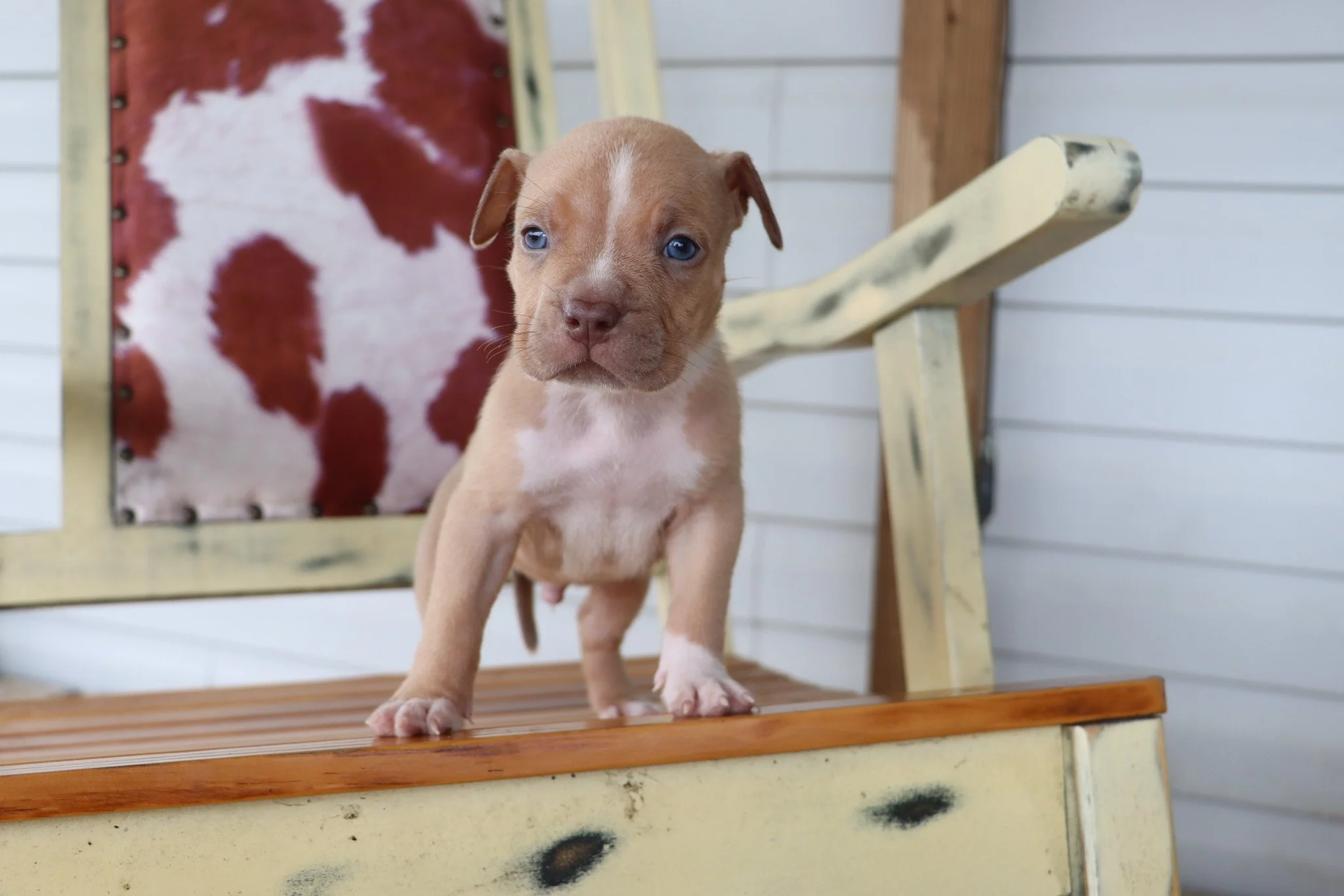 Adorable puppy with blue eyes standing on a wooden surface, in front of a decorative background.