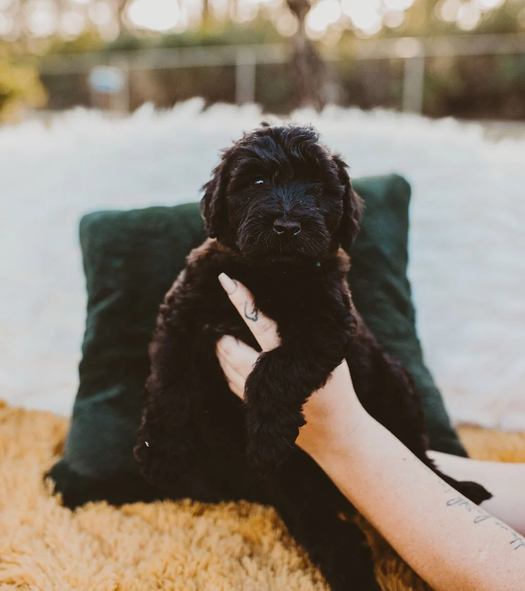 A person holding a small black puppy with curly fur in front of a green pillow on a beige rug outdoors, with trees and a fence in the background.