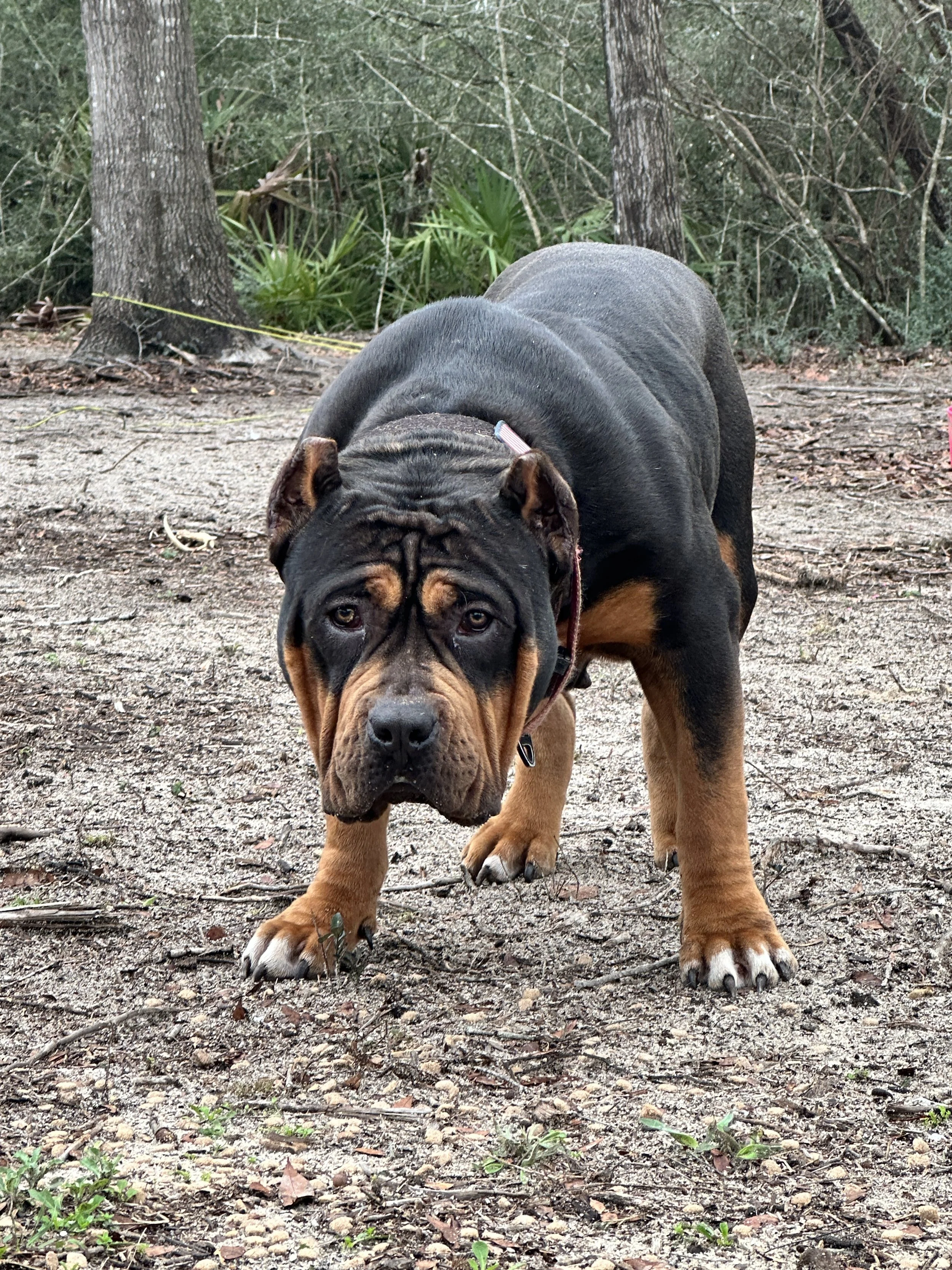 A large, muscular Rottweiler puppy with a black and tan coat standing outdoors on a dirt surface with trees and green plants in the background.