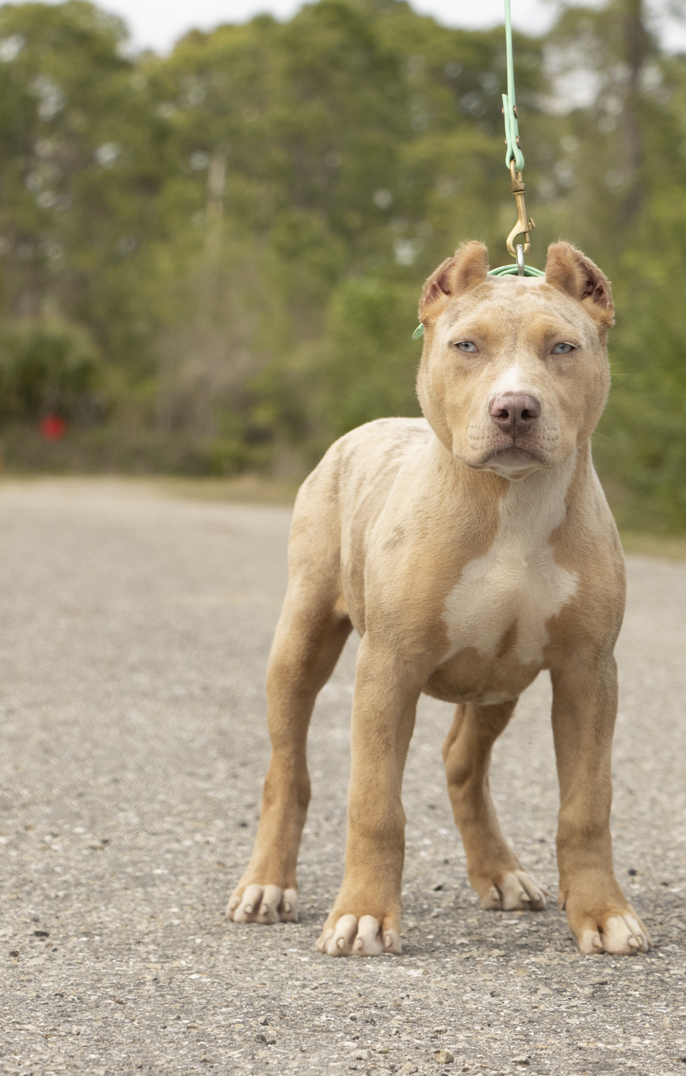 A tan pit bull dog with blue eyes, standing on a gravel road outdoors, tied to a leash, with a blurred green forest background.