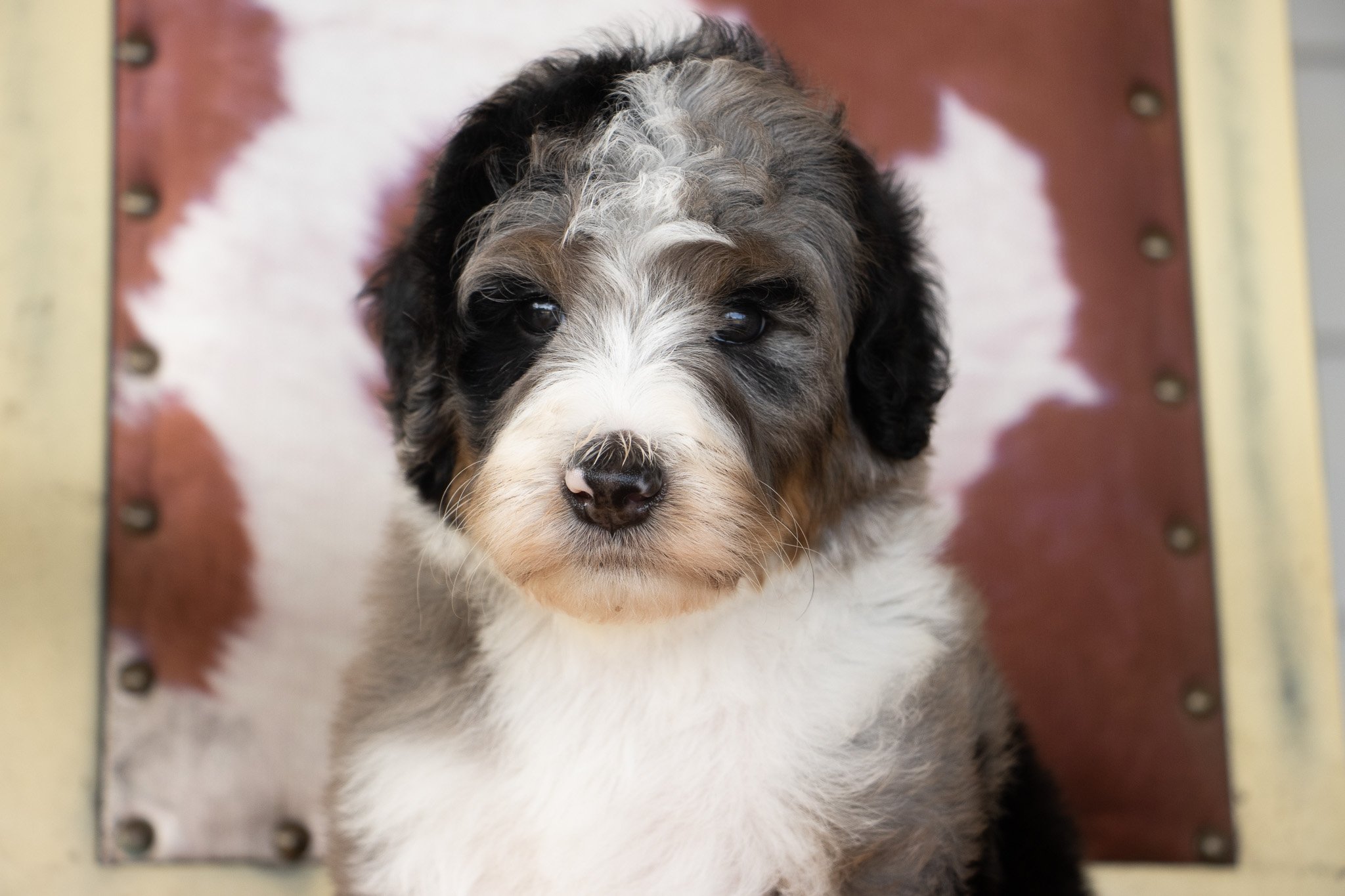 A cute puppy with black, white, and brown fur looking directly at the camera, sitting in front of a rustic, painted backdrop with a window frame.