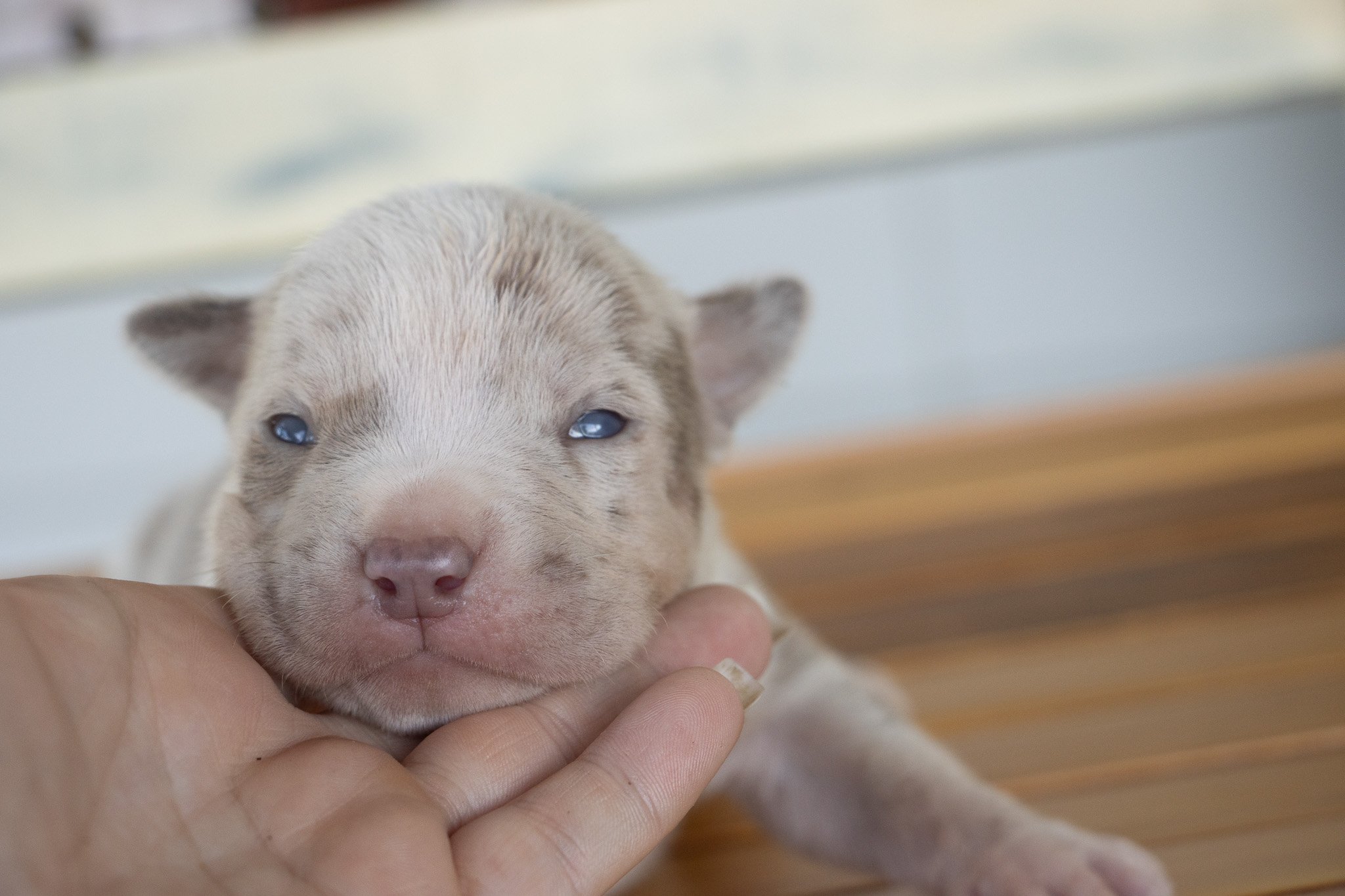 Close-up of a tiny puppy with blue eyes being gently held by a person's fingers, lying on a wooden surface.