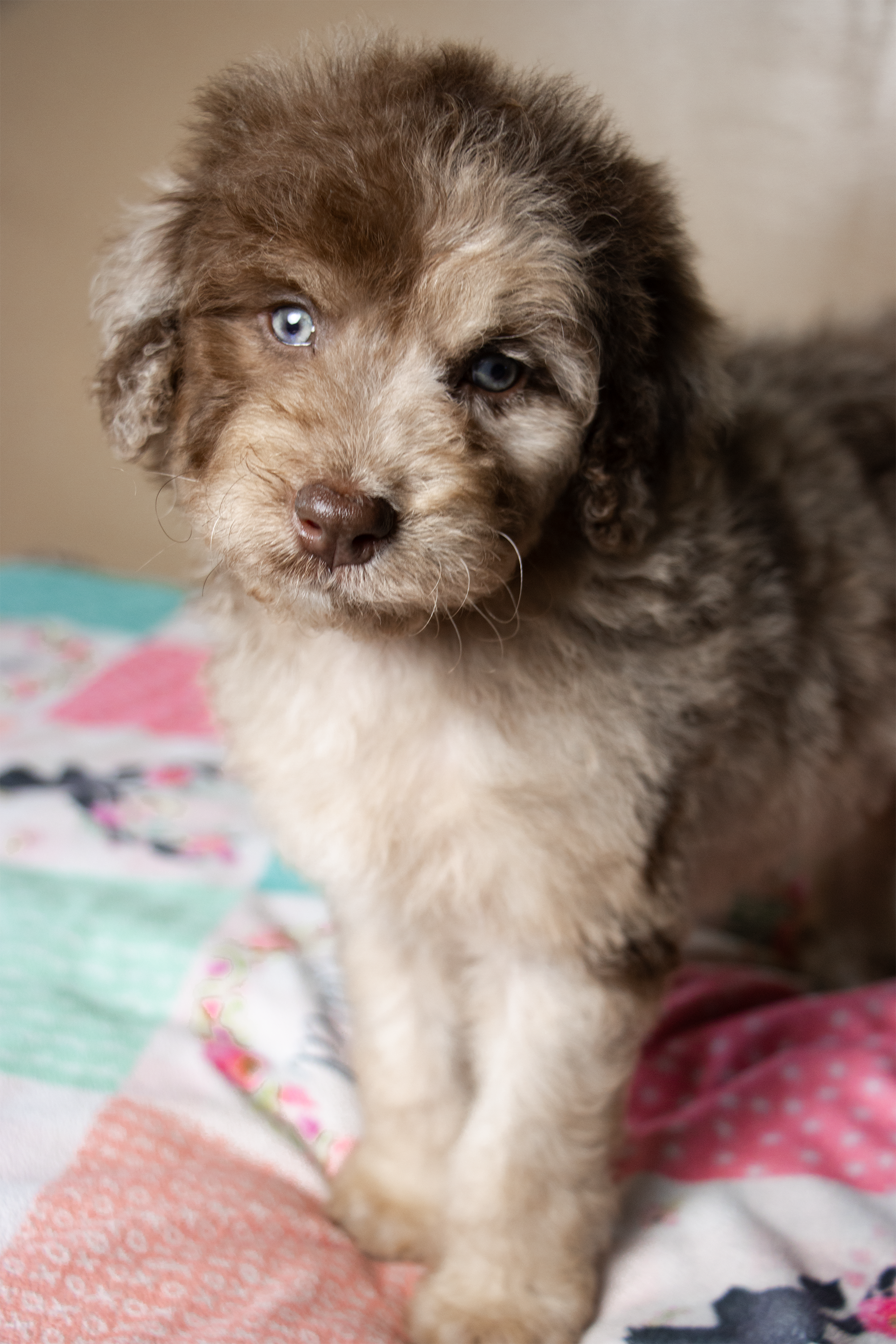 A cute puppy with brown and white fur, blue eyes, and a fluffy coat, sitting on a colorful patterned blanket.