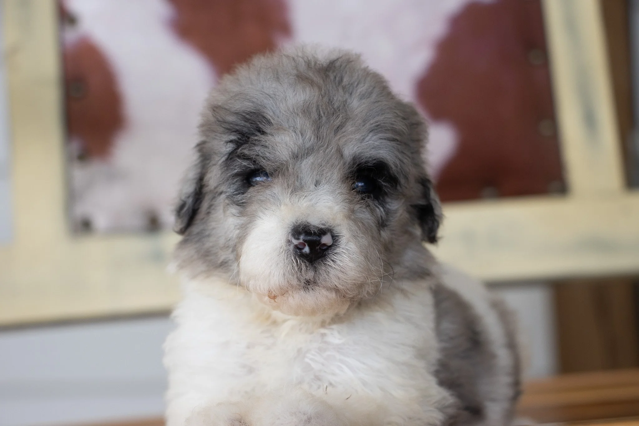 Close-up of a fluffy Australian Shepherd puppy with gray, white, and black fur, sitting in front of a blurred background.