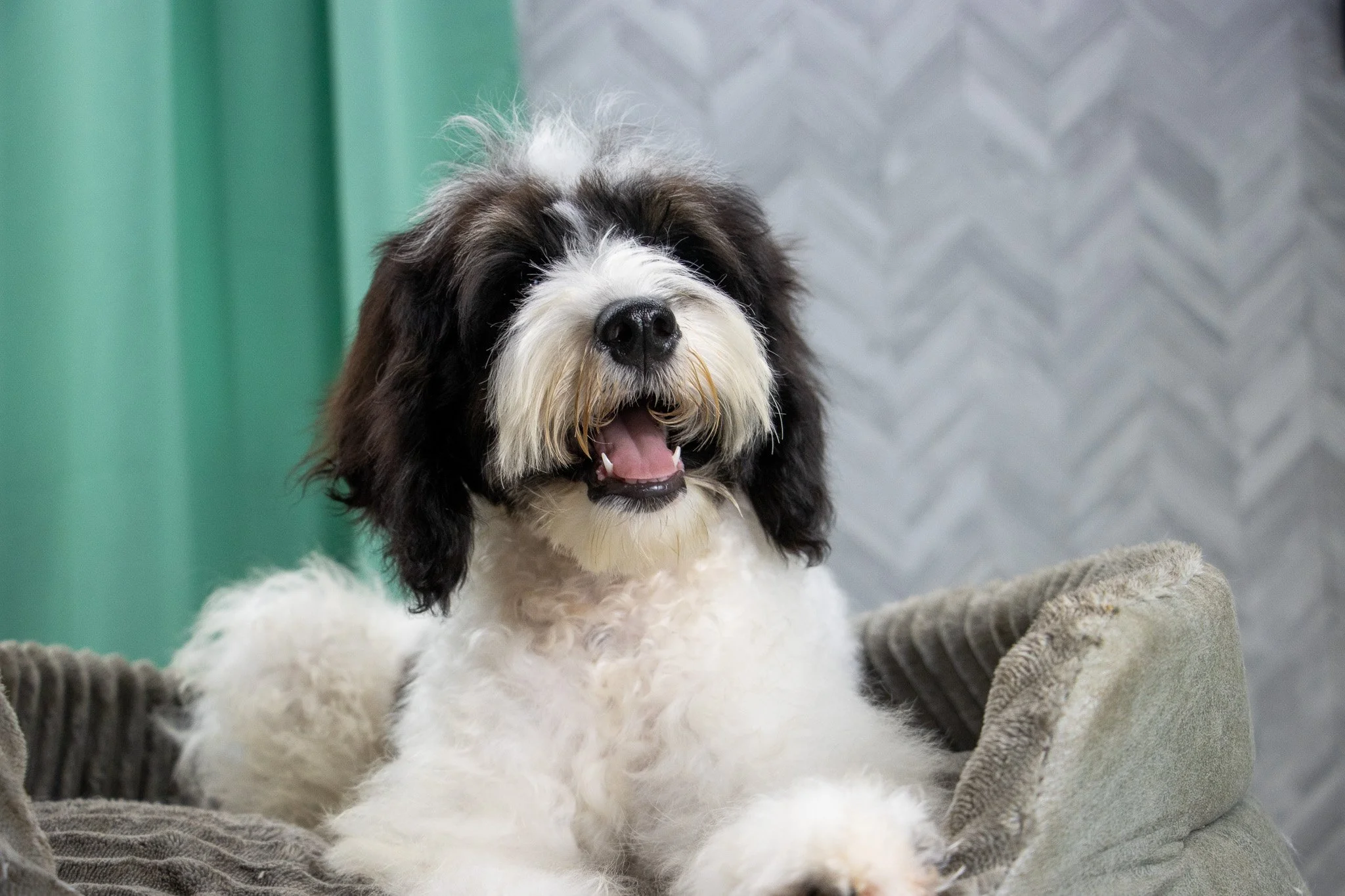 A happy, fluffy black and white dog with its mouth open, sitting on a blanket, in a cozy indoor setting with green and gray textured walls.