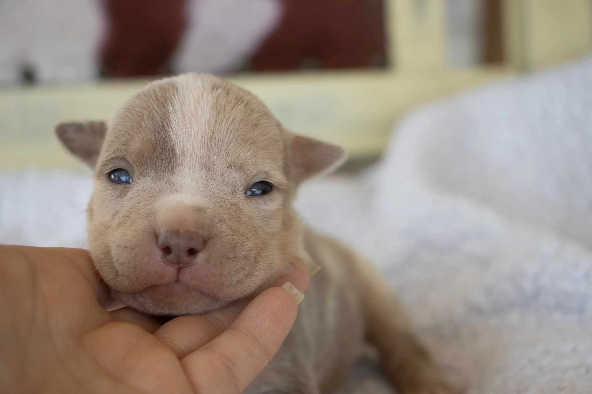 A close-up of a tiny, light-colored puppy with blue eyes being gently held by a person's hand.