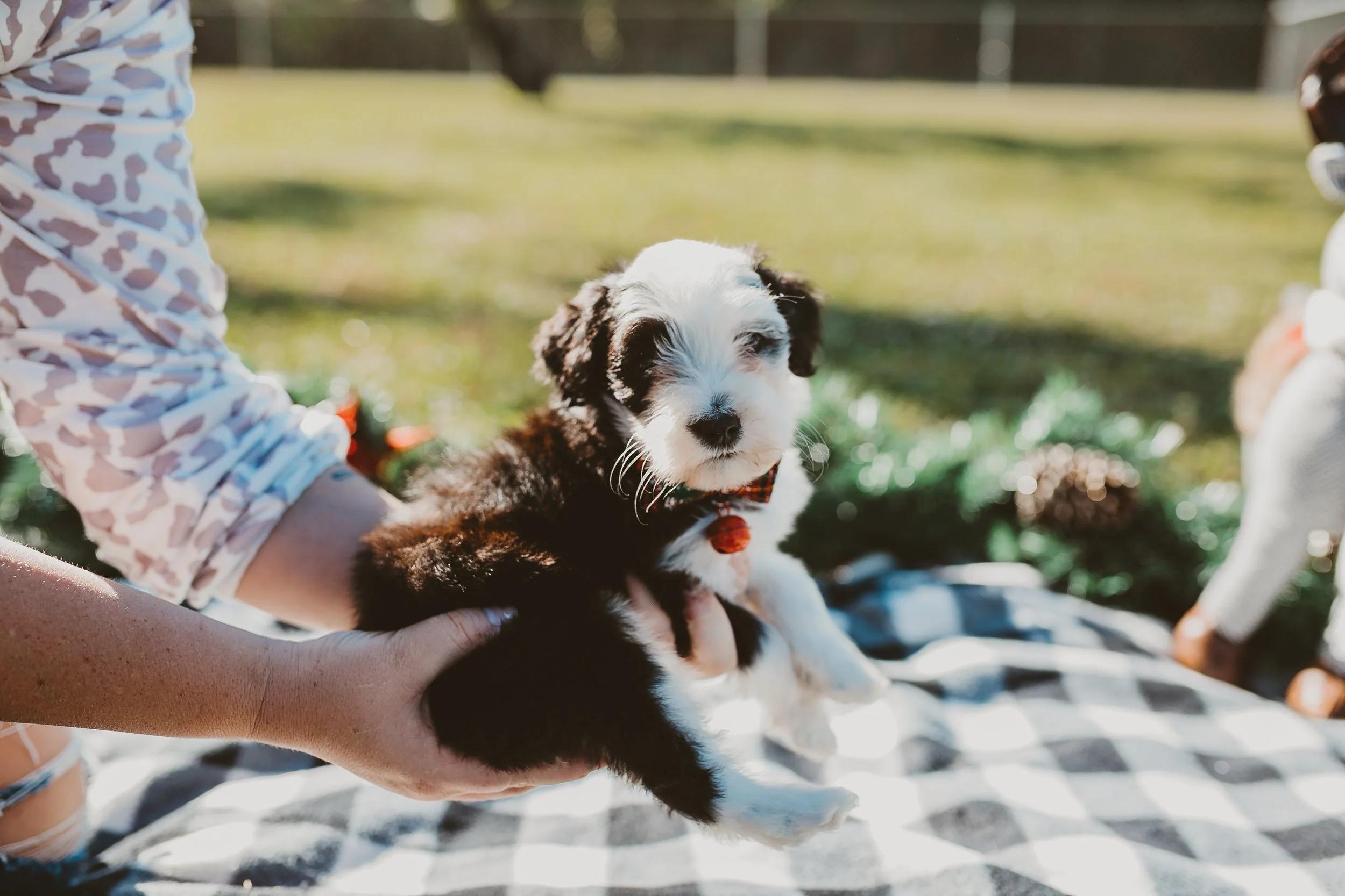 A person holding a black and white puppy outdoors on a sunny day, with a checkered blanket on the grass in the background.
