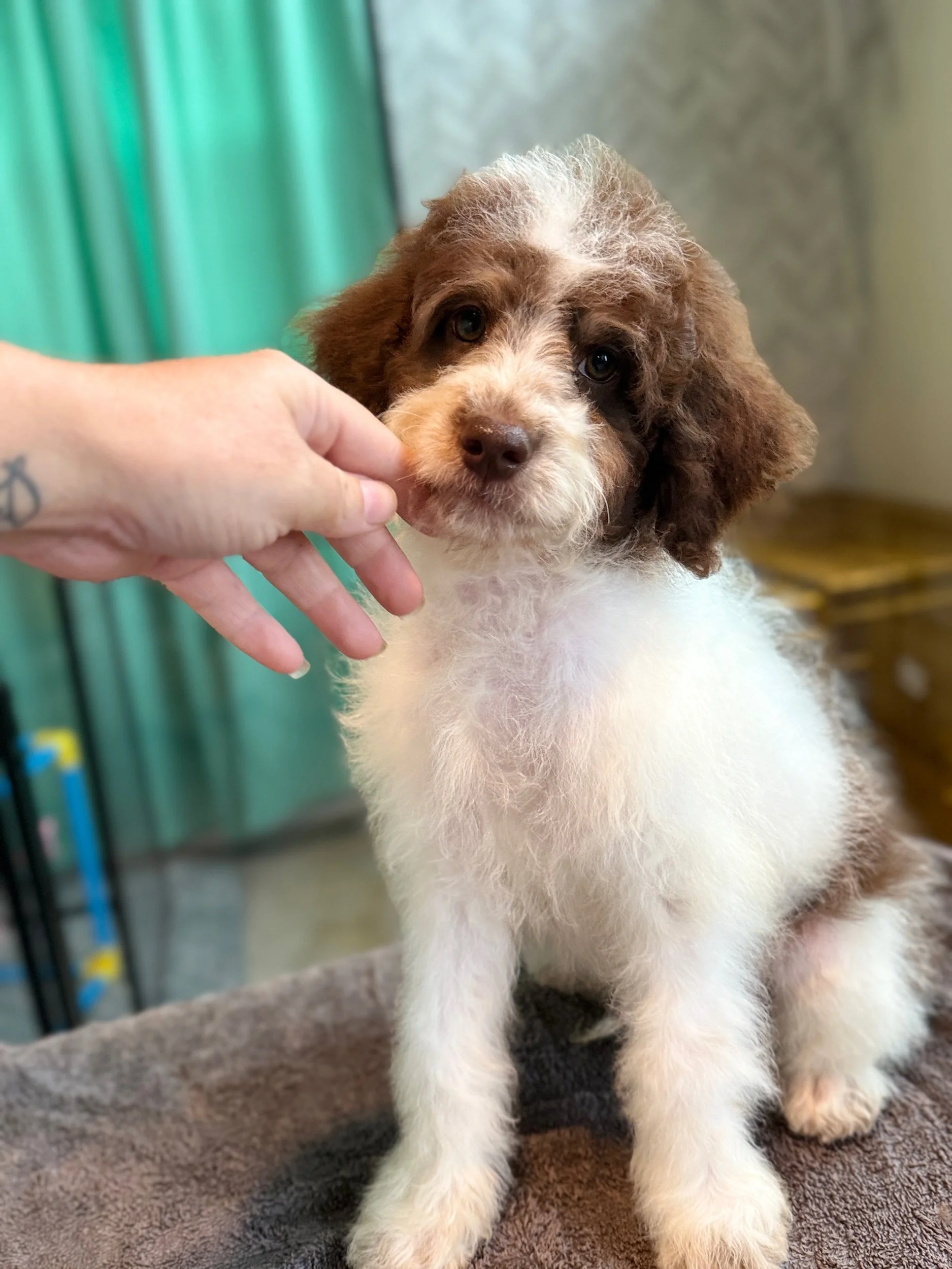 Mocha - Kindergarten Training - Mini Bernedoodle Boy