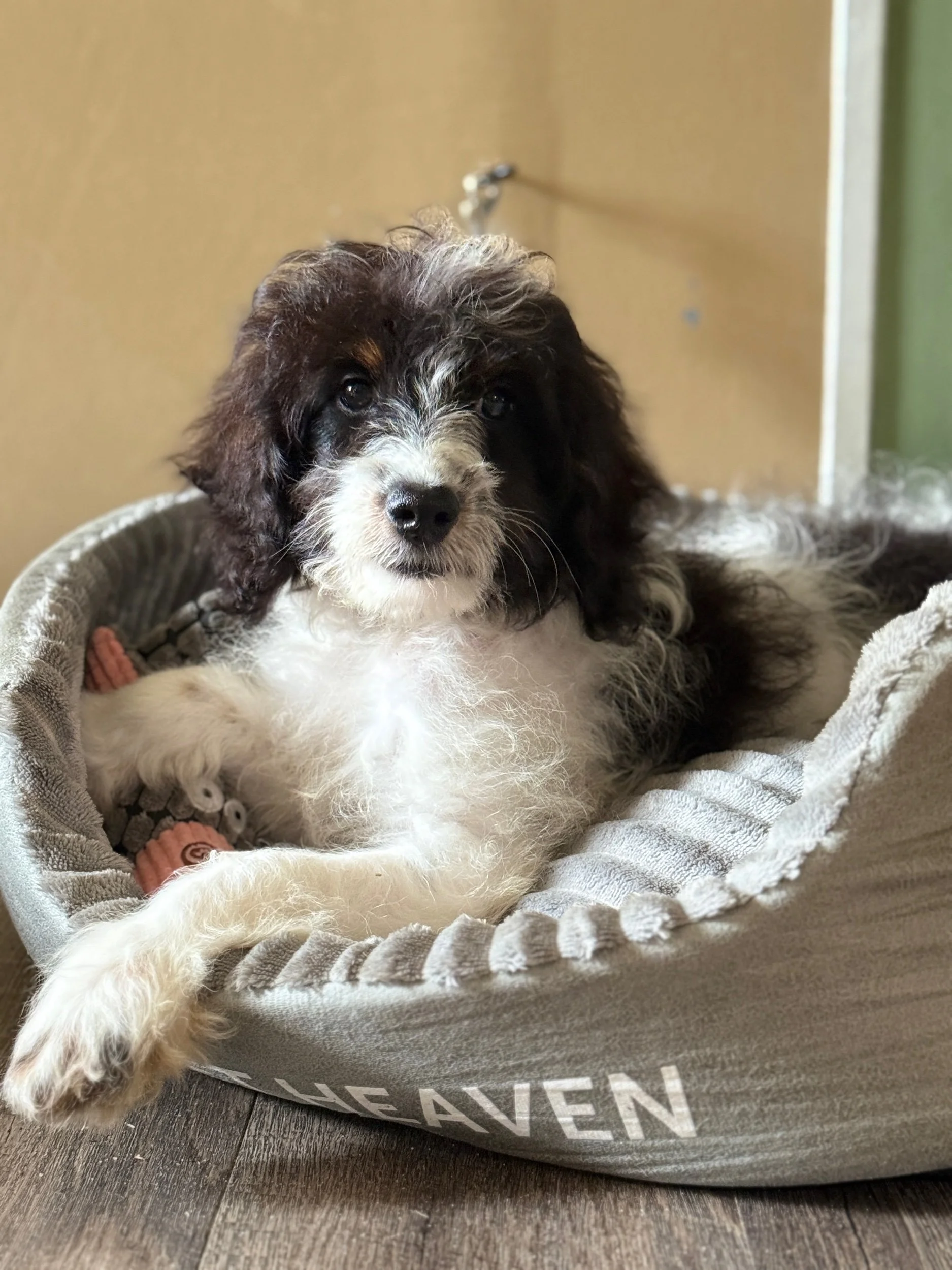 Biscotti - Kindergarten  Training - unfurnished Mini Bernedoodle Boy