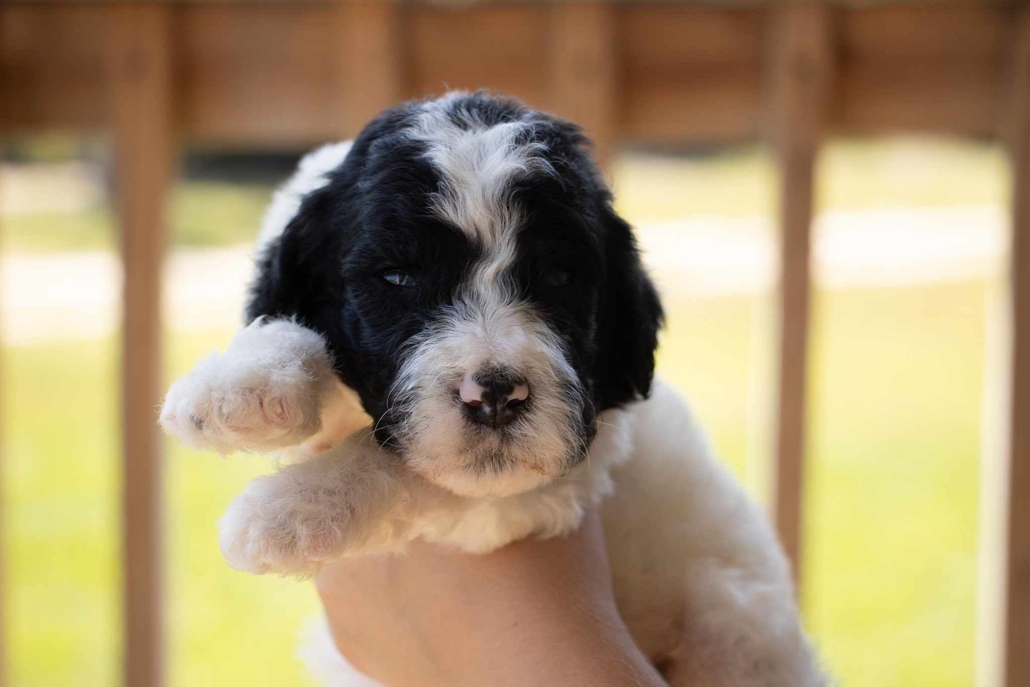 Close-up of a black and white fluffy puppy being held in a person's hand, with a blurred wooden fence background.