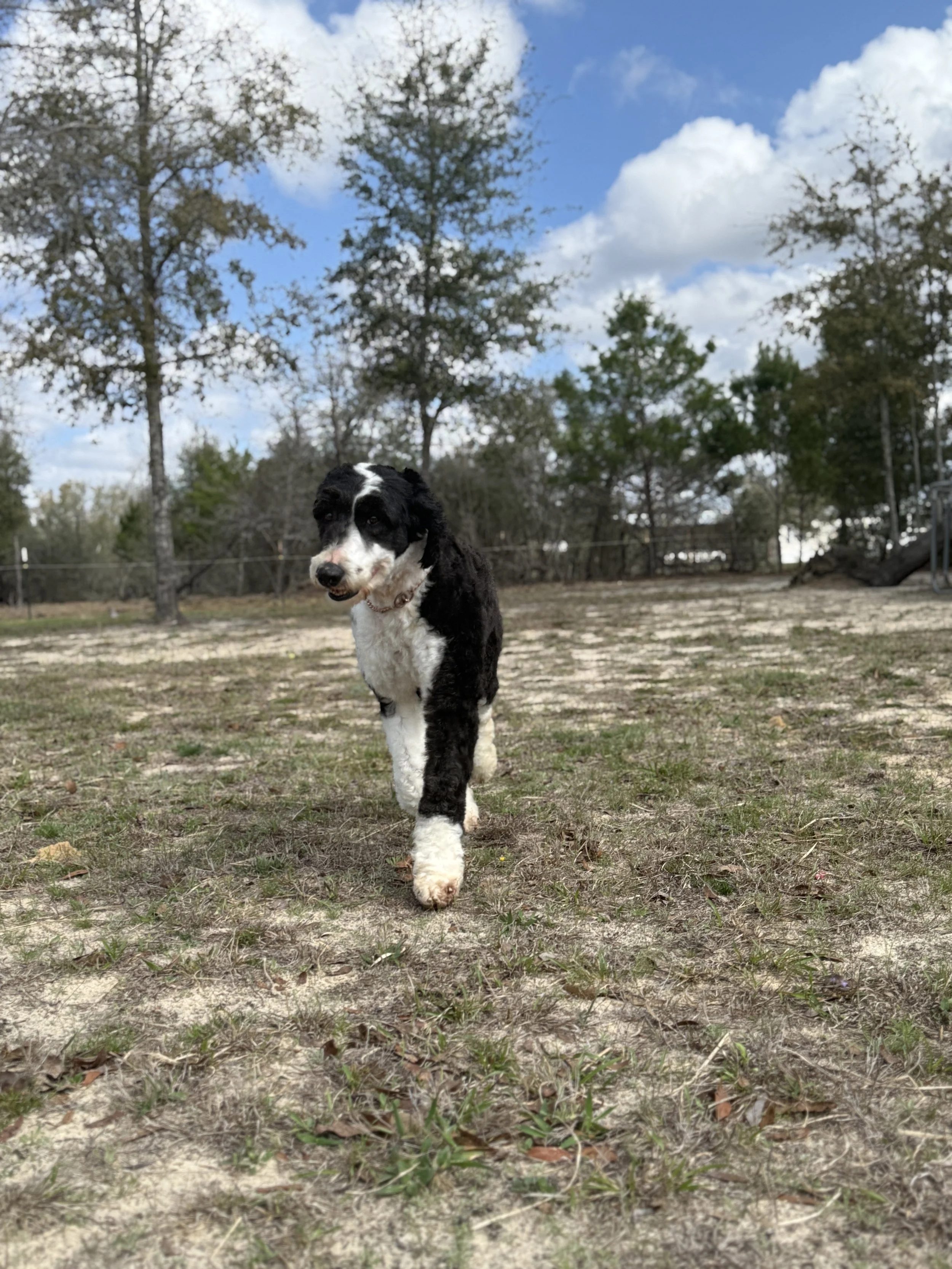 Black and white dog walking outdoors on a grassy and sandy area, with trees and a cloudy sky in the background.