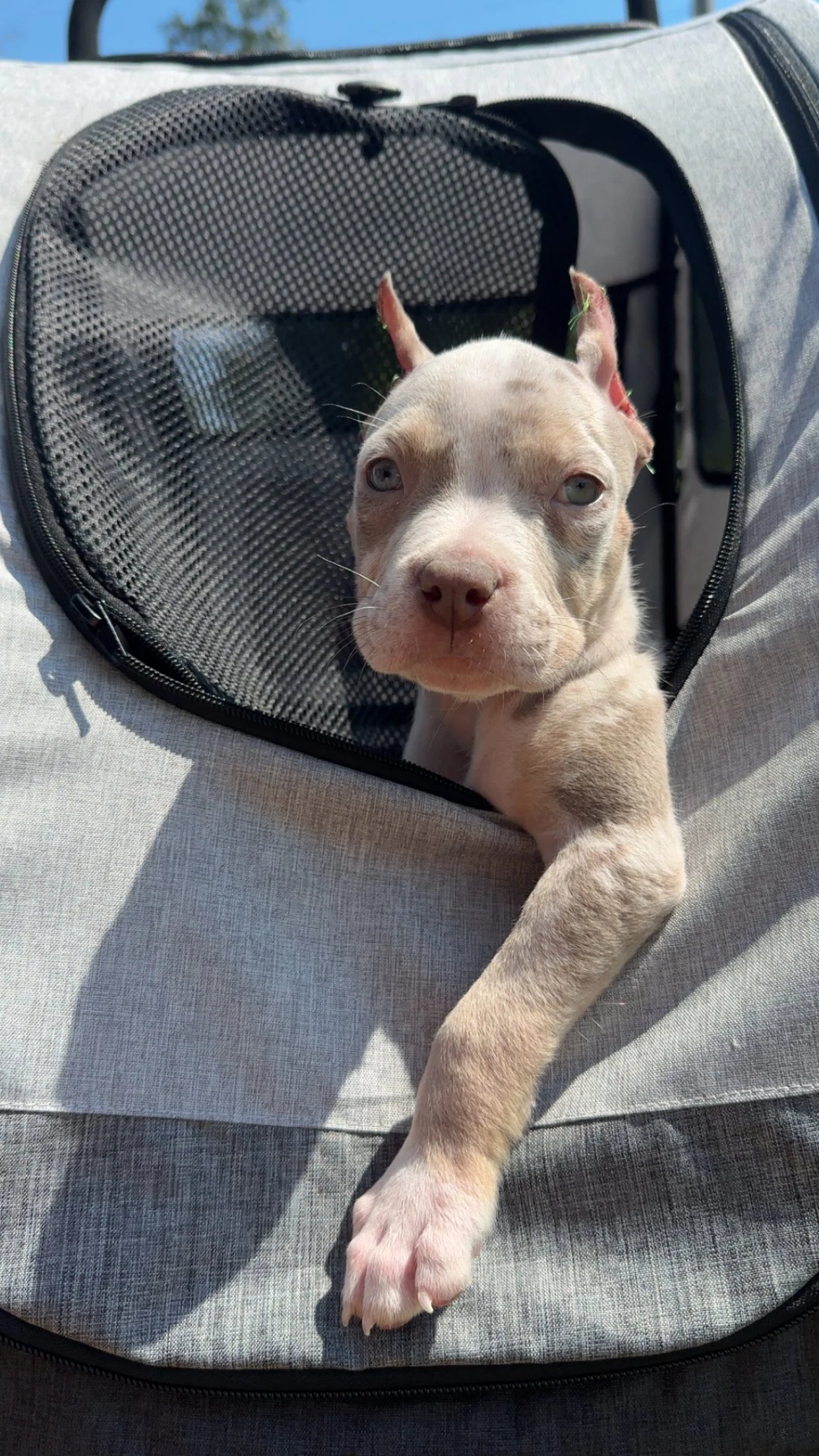 A puppy with light brown and white fur looking out from a pet carrier with mesh ventilation, resting on a person's lap outdoors.
