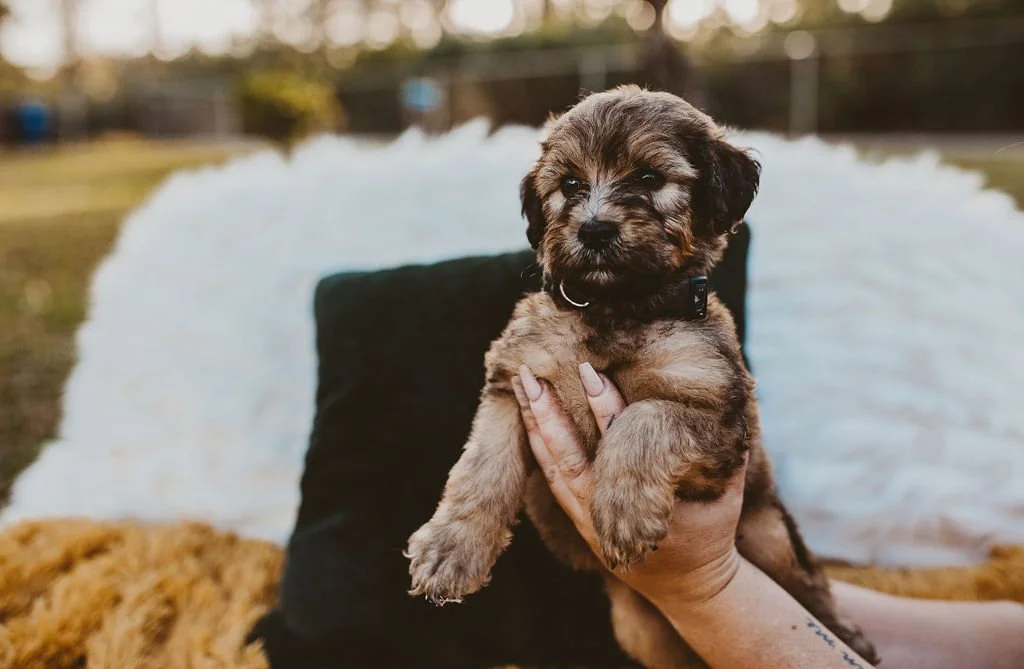 A person holding a small, fluffy puppy outdoors with a blurred background of grass and trees.