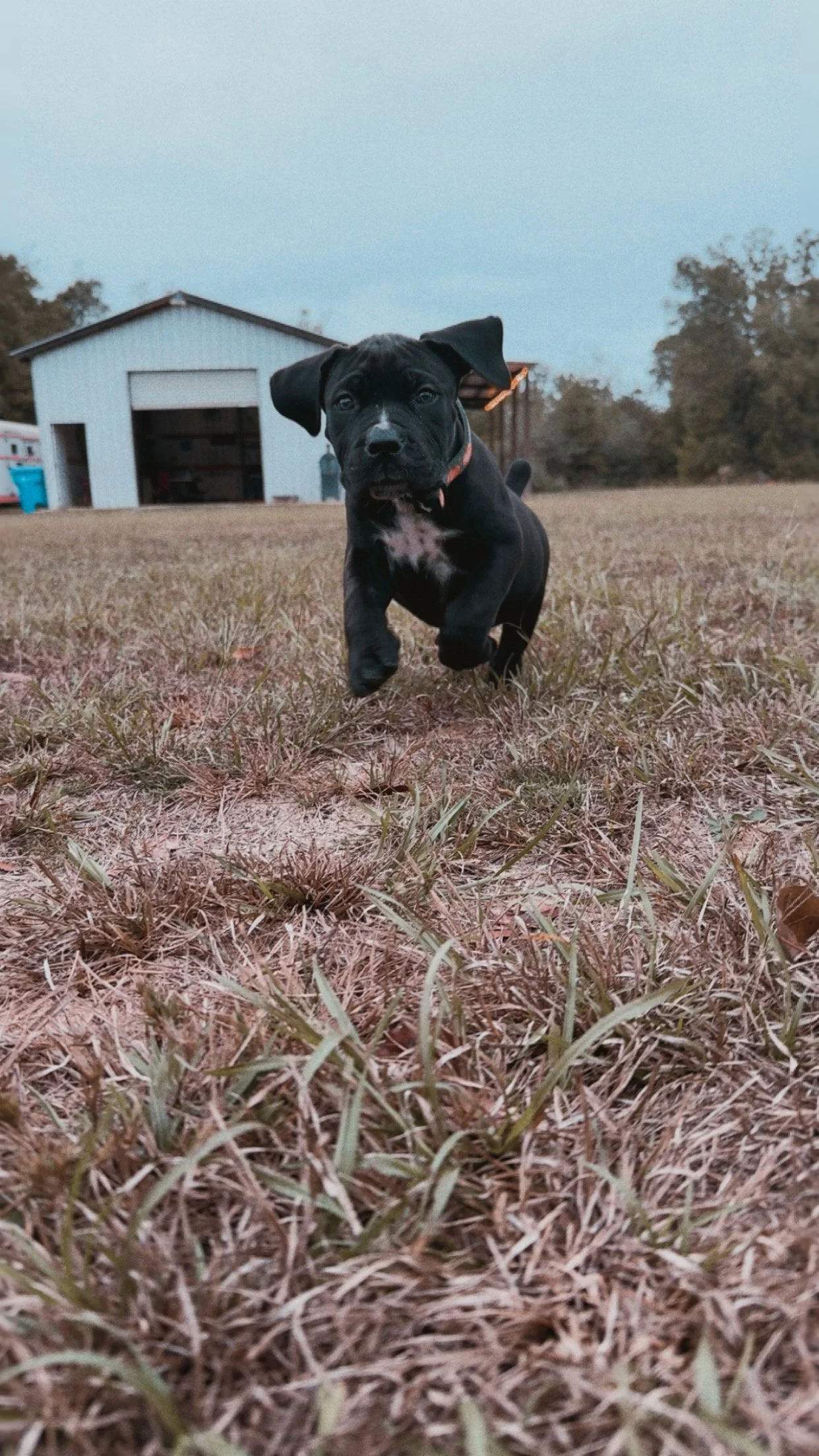 A black puppy running towards the camera across a grassy field with a barn in the background.