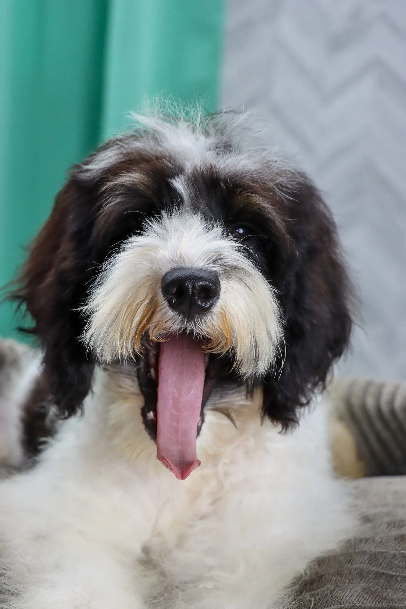A fluffy dog with black, white, and grey fur yawning, showing its tongue and teeth.
