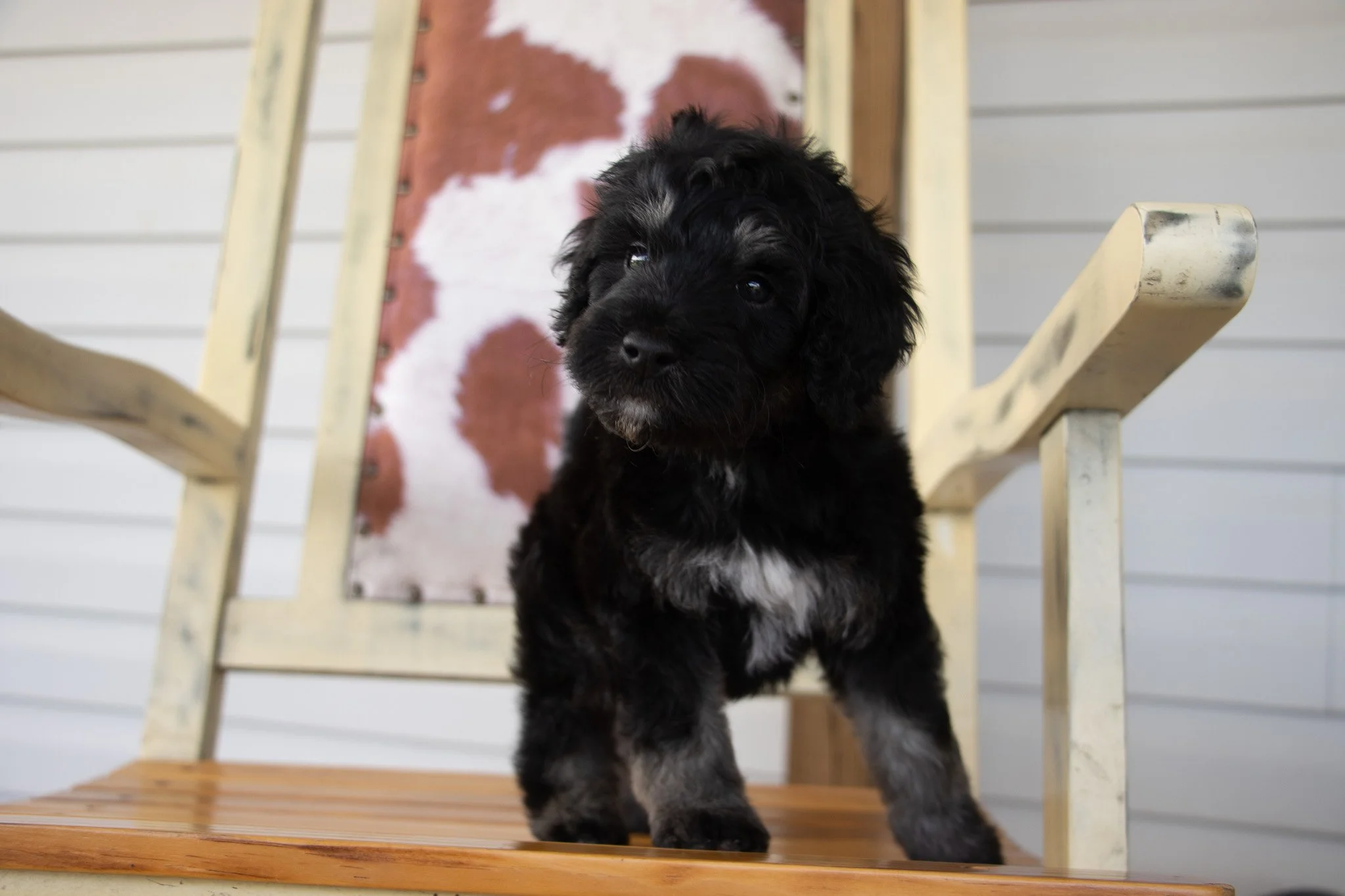 A black puppy with a white patch on its chest, standing on a wooden chair, with a background featuring a cow print blanket and white siding.