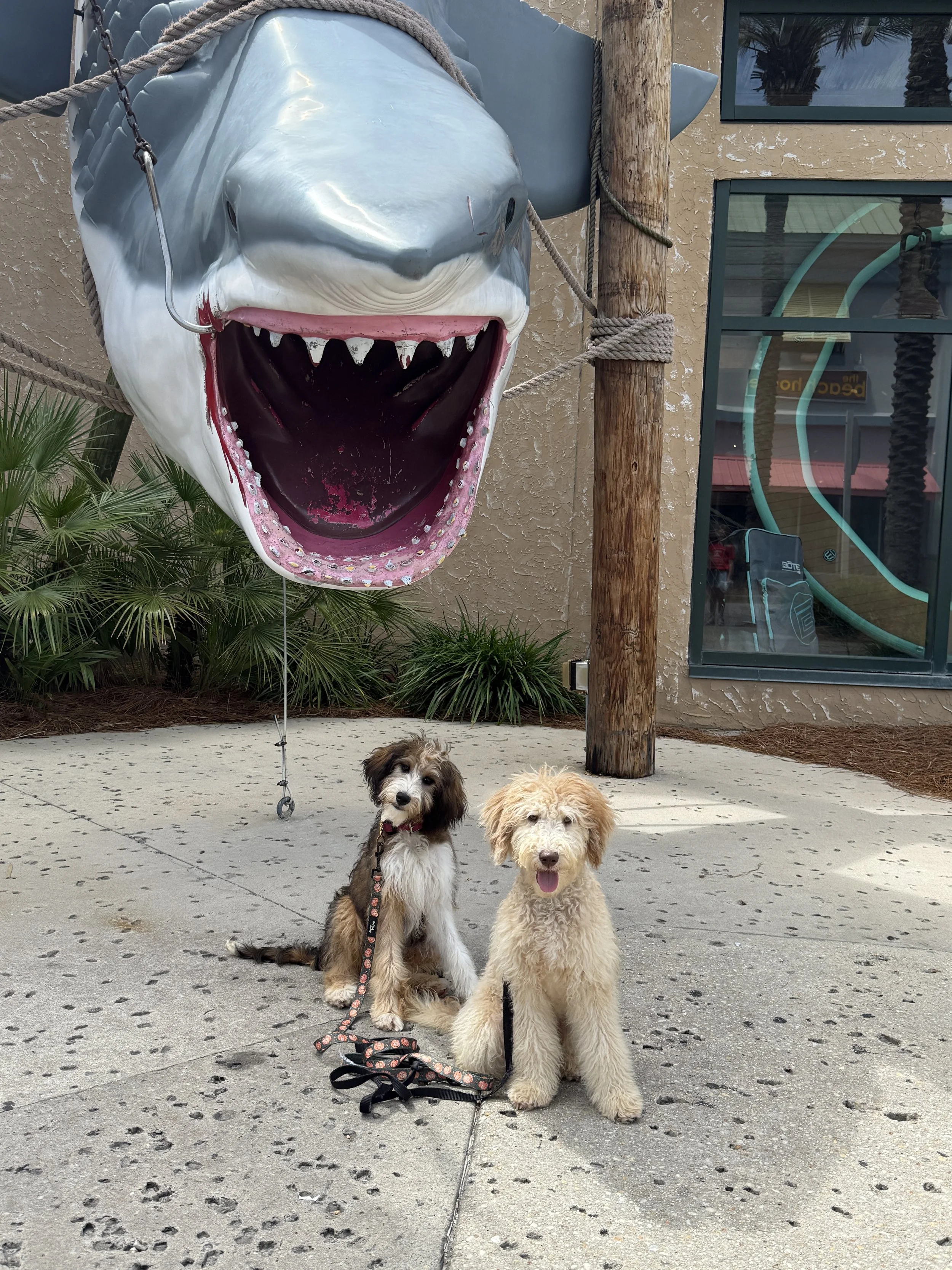 trained bernedoodle florida