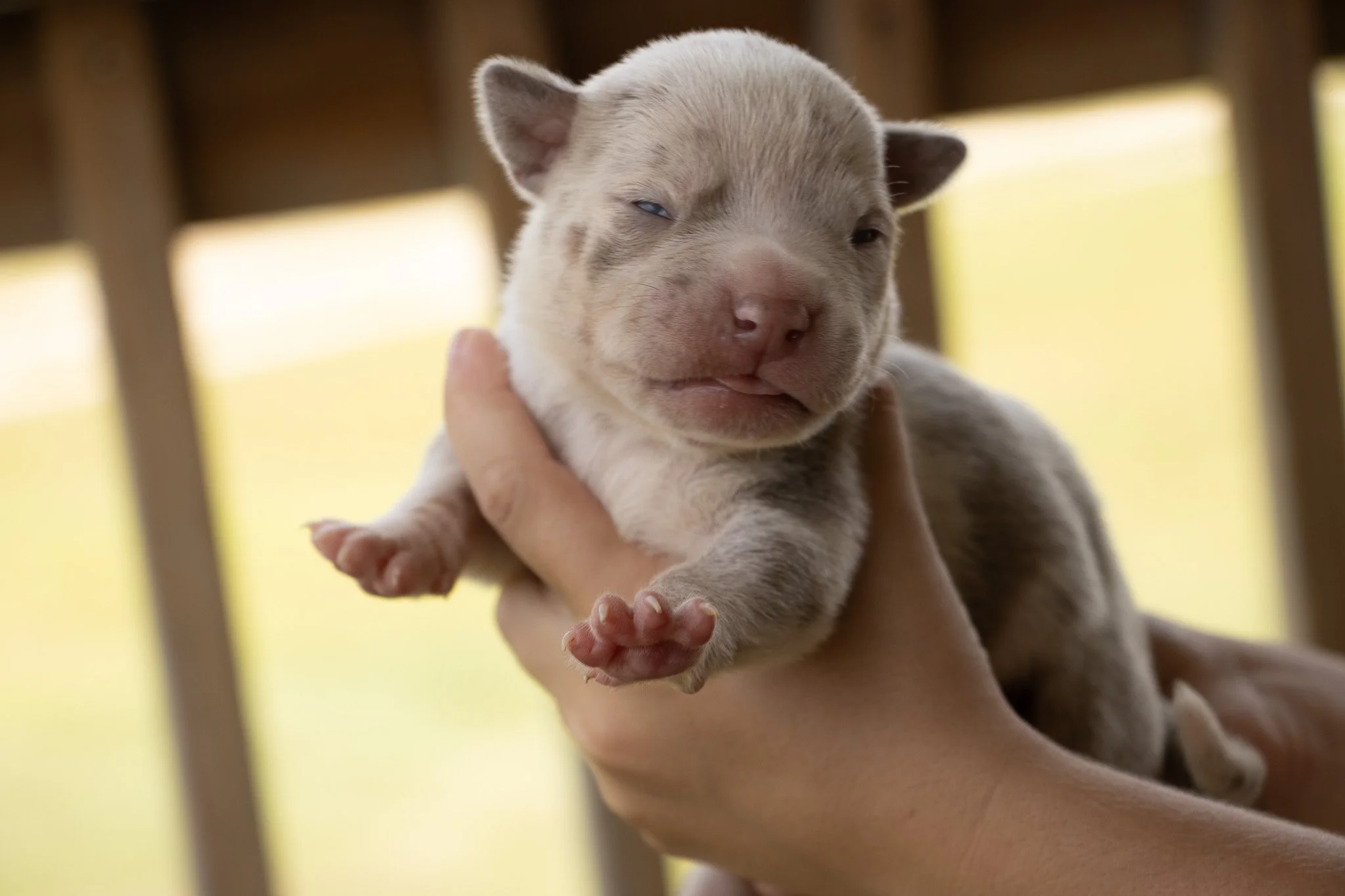 A person holding a tiny, squished puppy with blue eyes and a pink nose, inside a wooden structure.