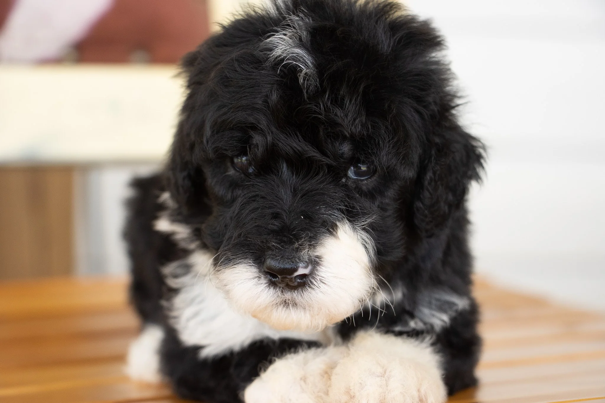 A black and white puppy with fluffy fur lying on a wooden surface, looking directly at the camera.