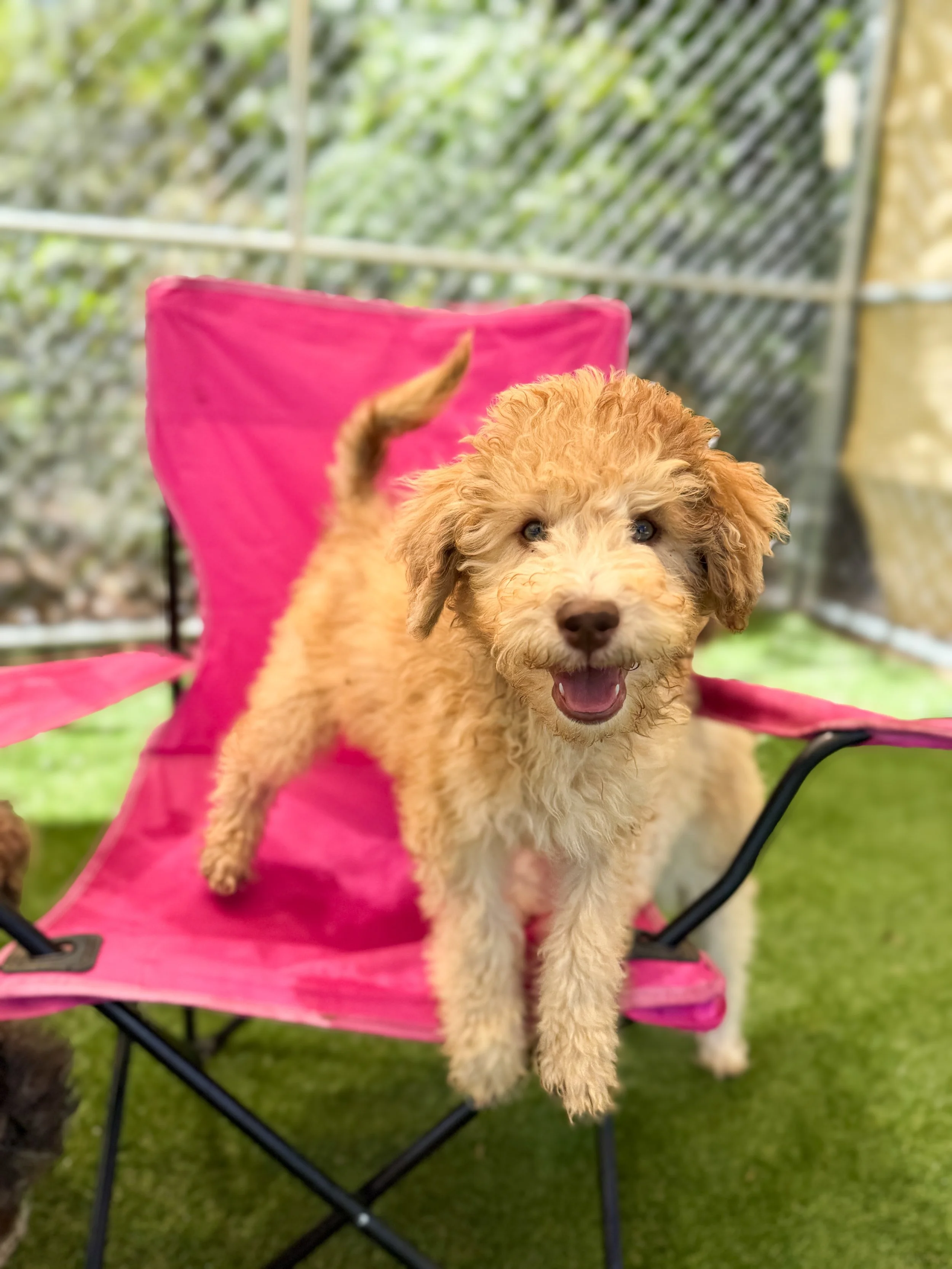 Adorable brown curly-haired puppy on pink camping chair in a backyard with green grass and a chain-link fence.