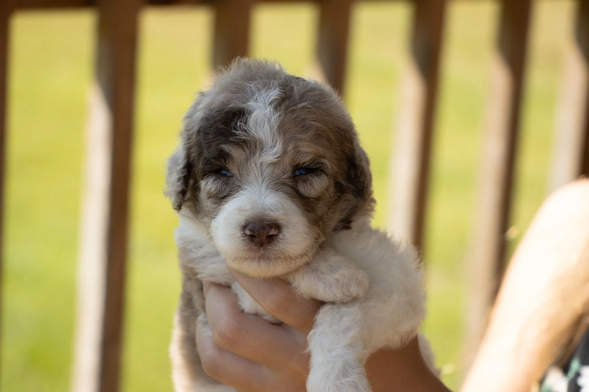 Close-up of a fluffy puppy with brown and white fur being held in a person's hand outdoors, with a blurred wooden fence and green grass in the background.
