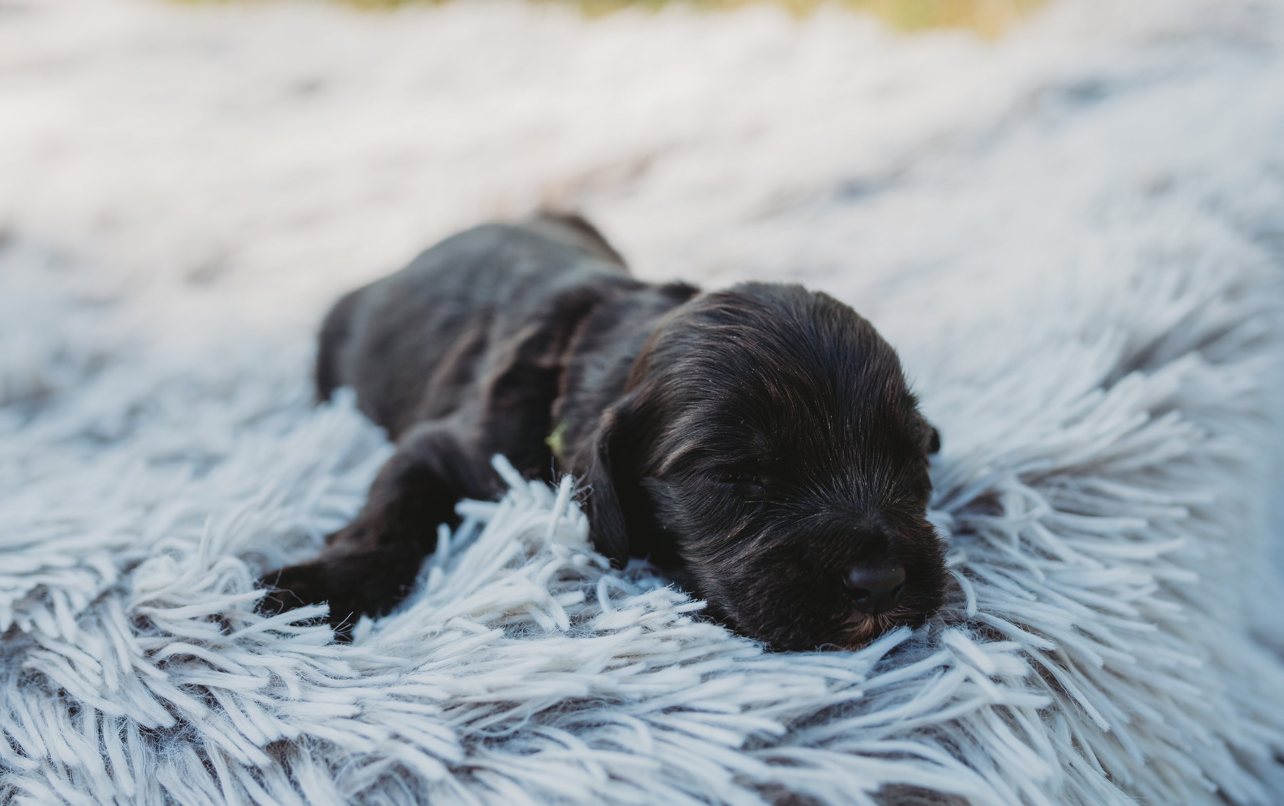 A small, black puppy sleeping on a fluffy white blanket.