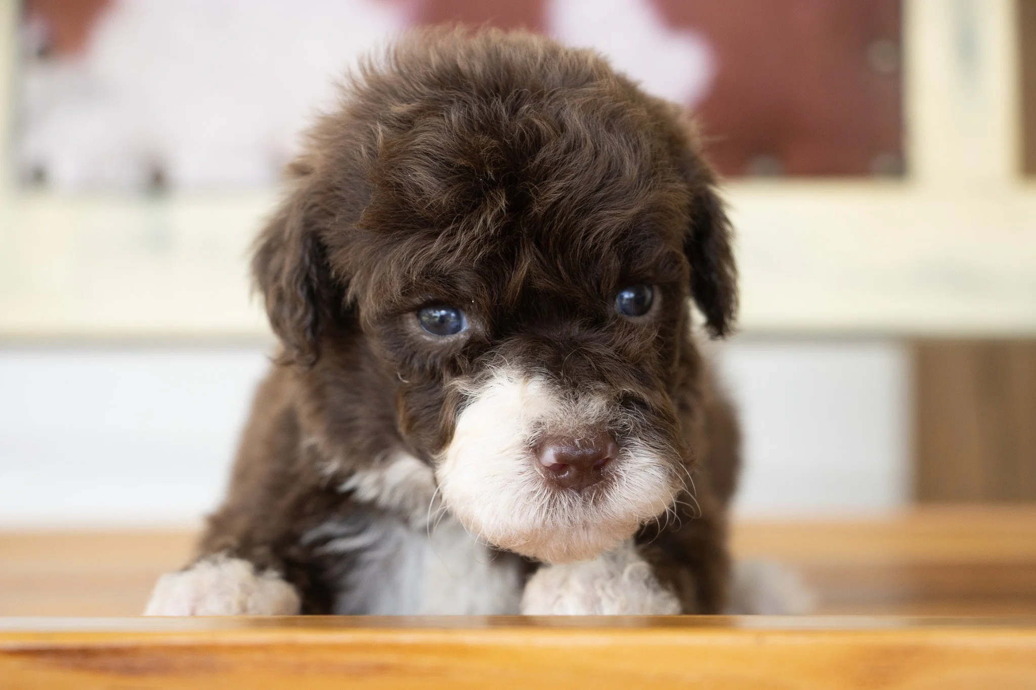 A close-up of a fluffy brown and white puppy with blue eyes, resting on a wooden surface.