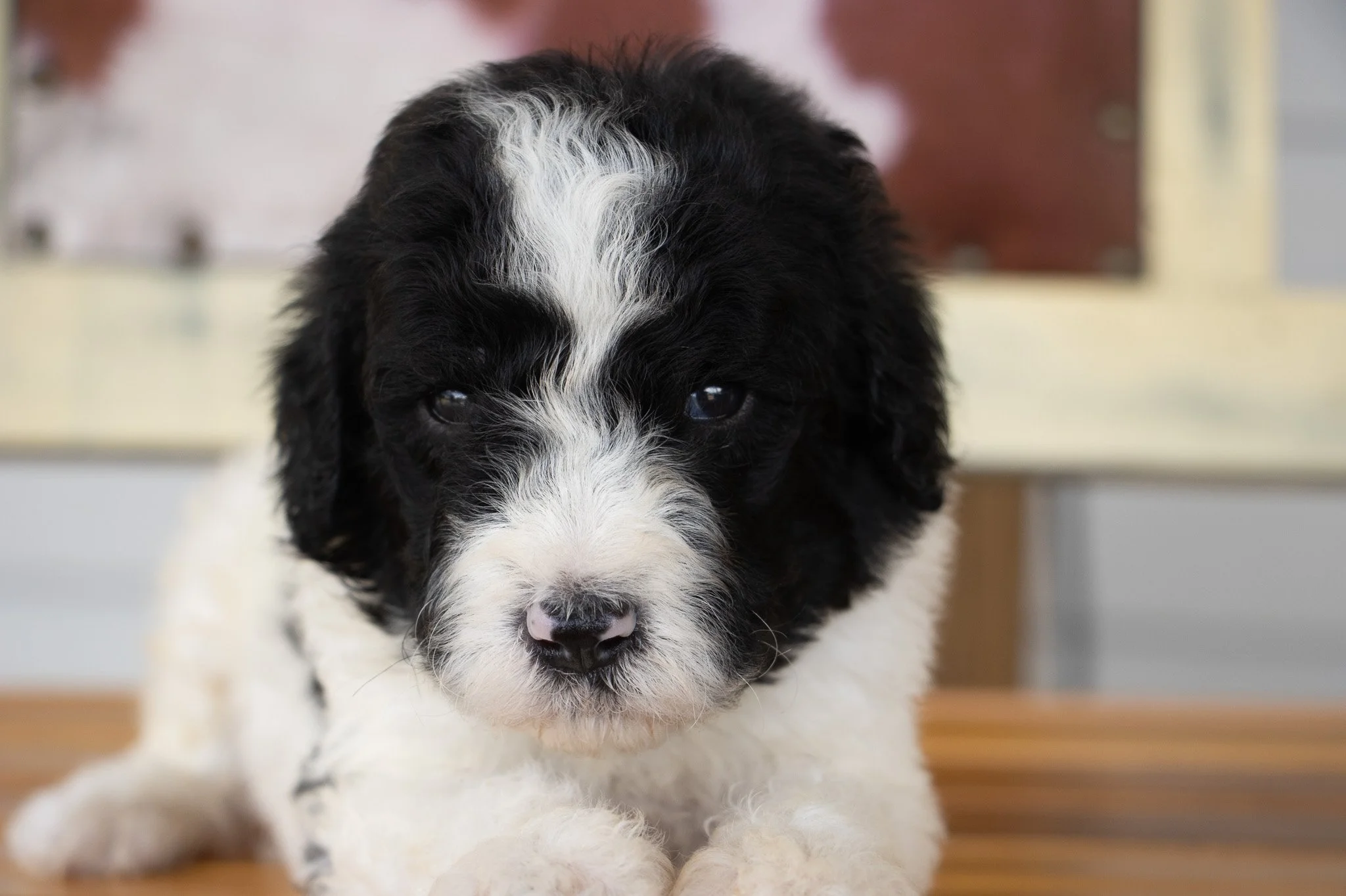 Close-up of a black and white puppy with a fluffy coat resting on a wooden surface indoors.