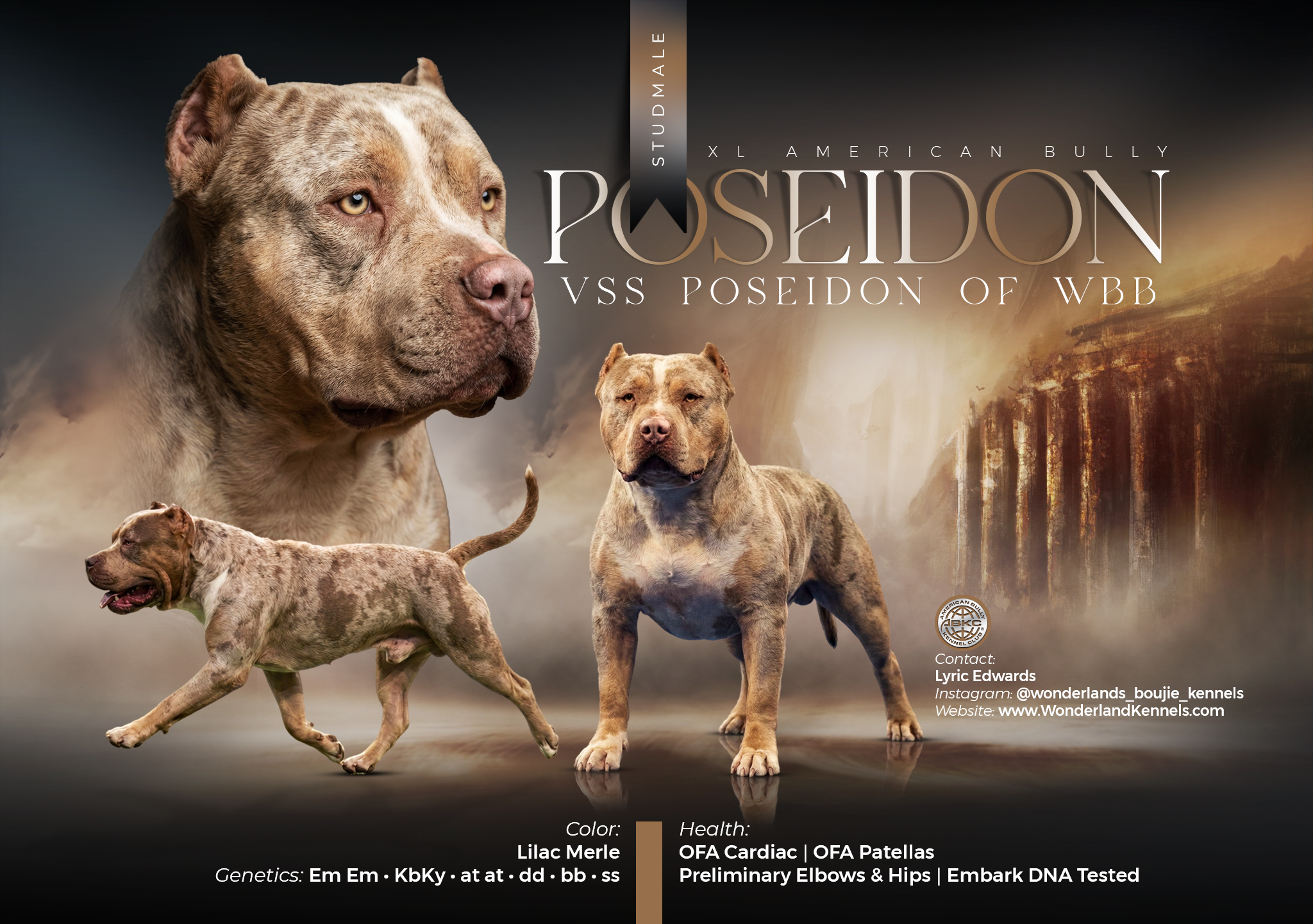wonderlands boujie kennels American bullies