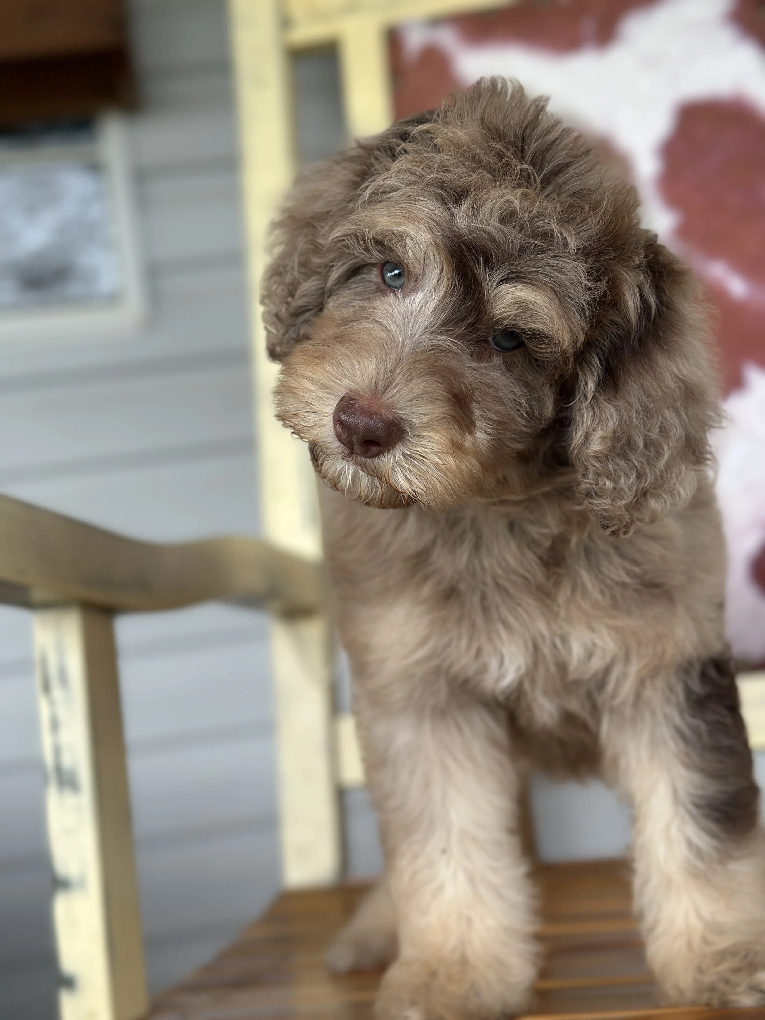 A cute brown and tan puppy with blue eyes sitting on a wooden bench with a blurred background.