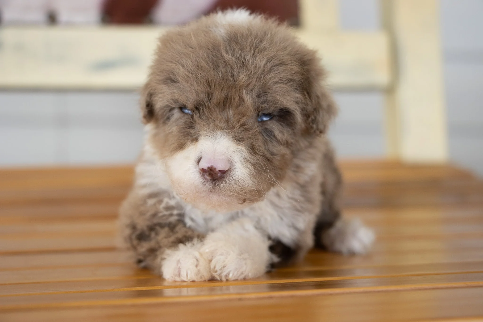 A cute, fluffy puppy with brown and white fur, laying on a wooden surface, with blue eyes and a pink nose.