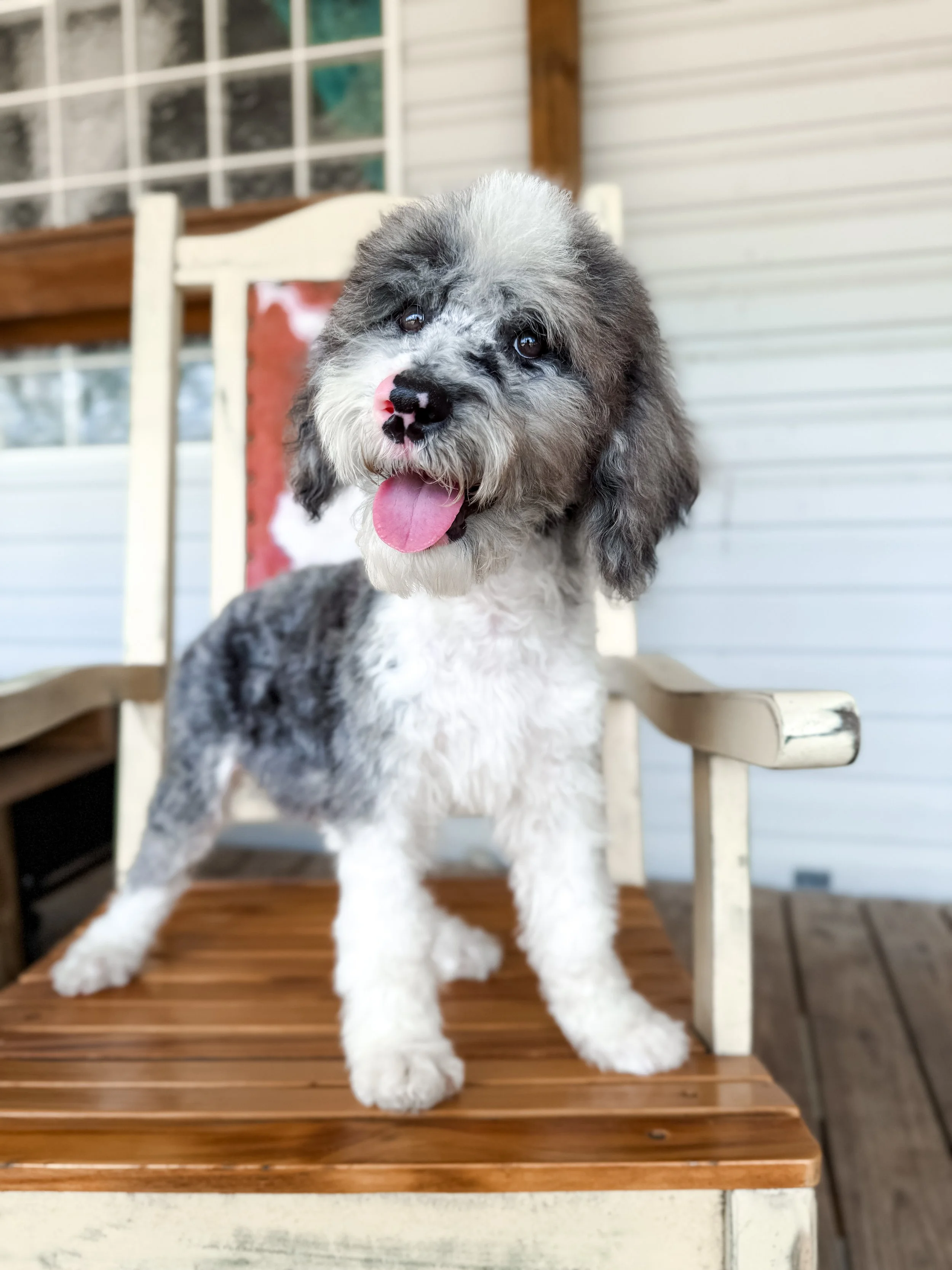 A cute puppy with a black and white coat, fluffy fur, and a pink nose, sitting on a wooden bench outside near a house.